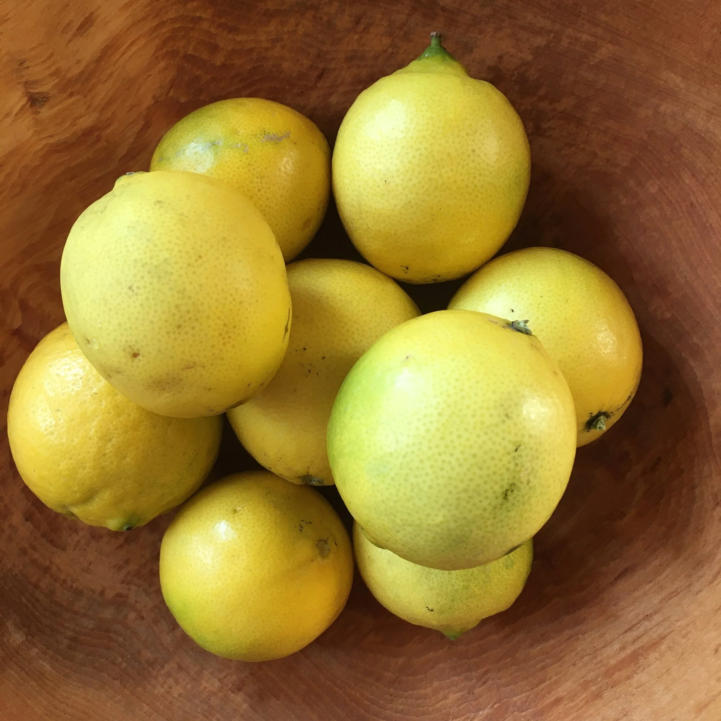 In My San Diego Garden and Kitchen