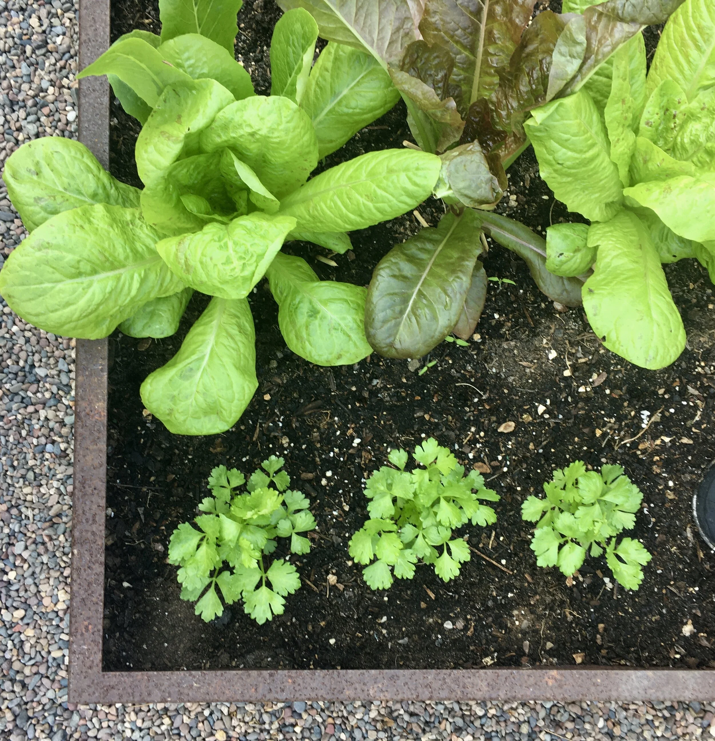 An Unusual Way to Grow Lettuce