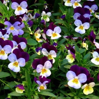 Flowers to Edge the Vegetable Garden