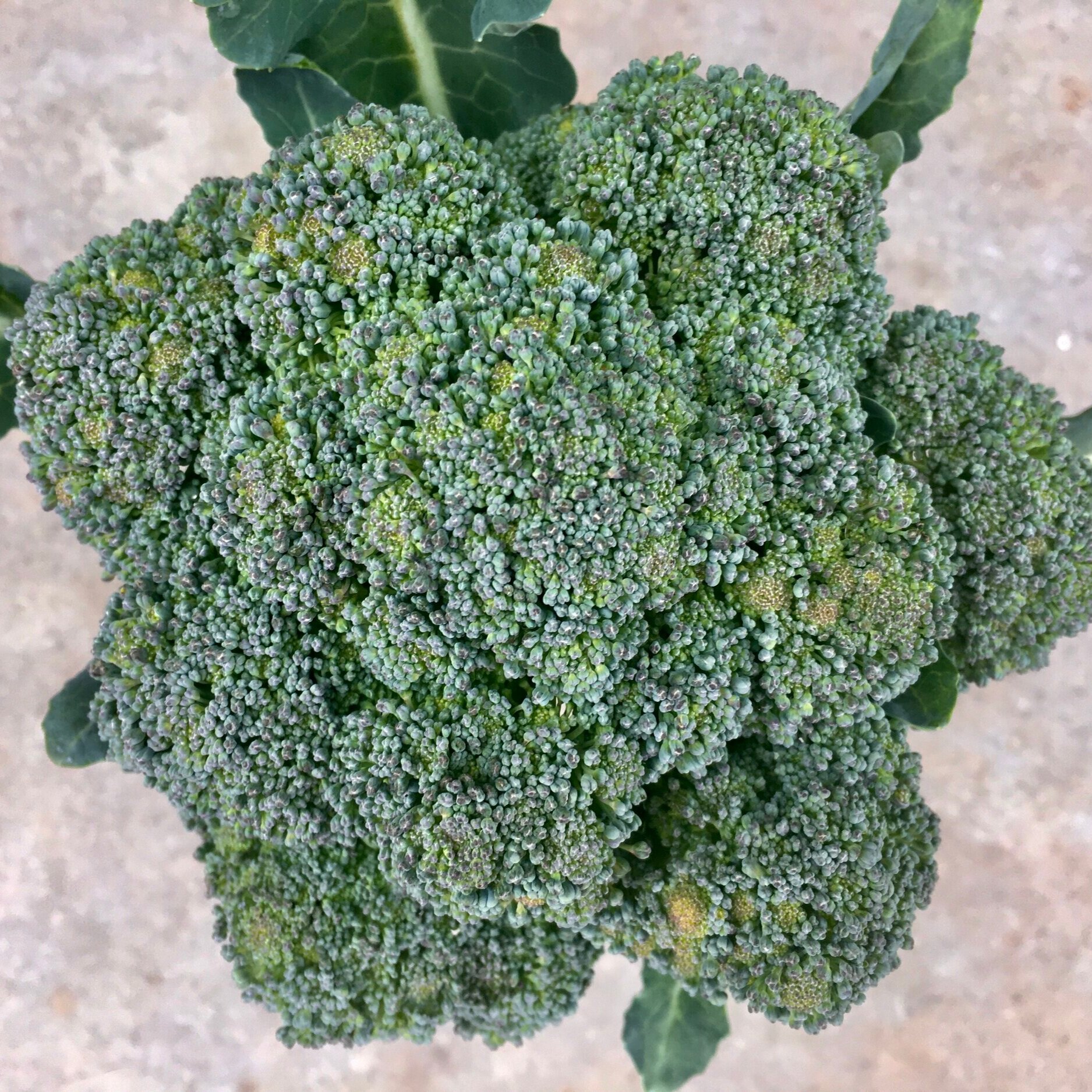In My San Diego Garden and Kitchen