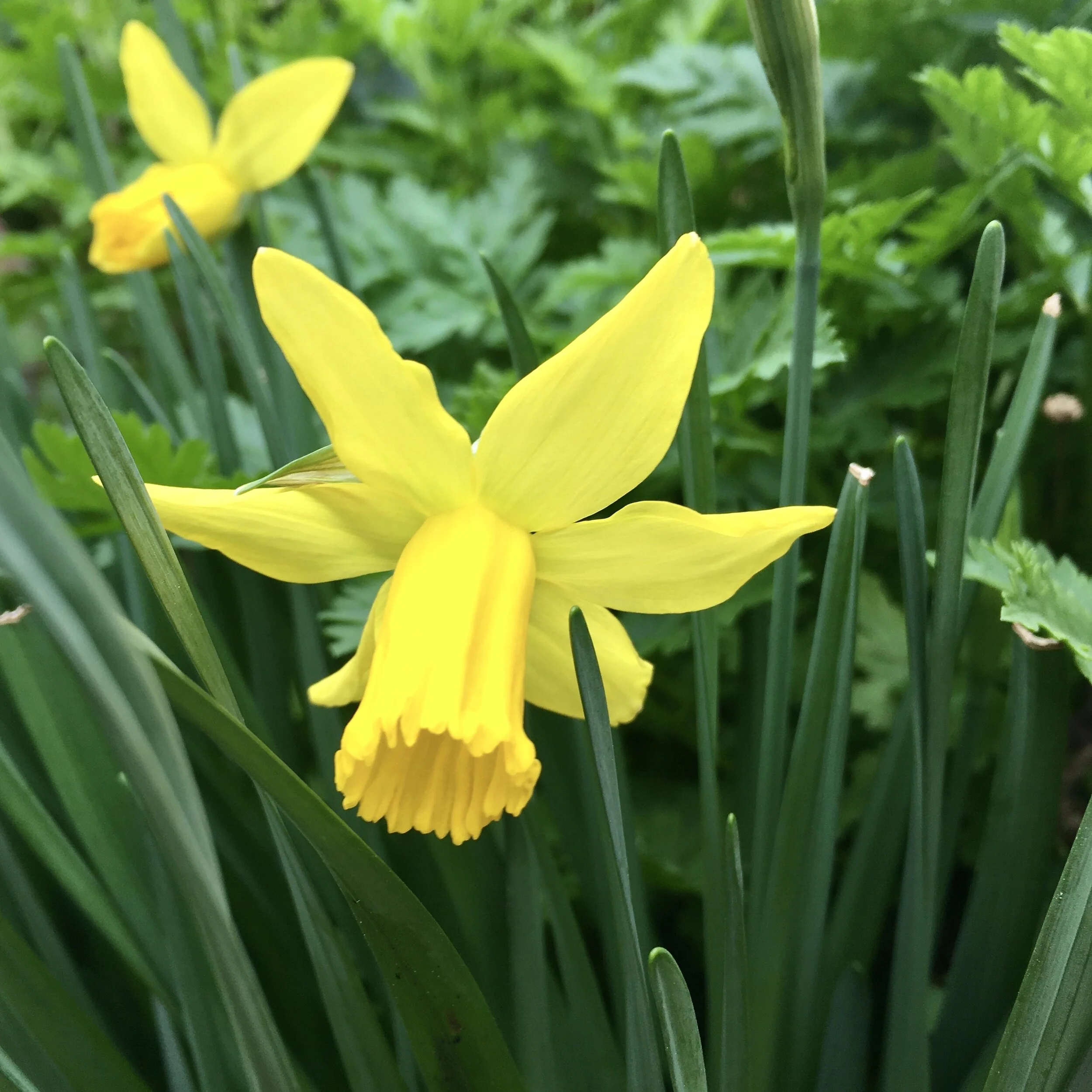 February Gold in January