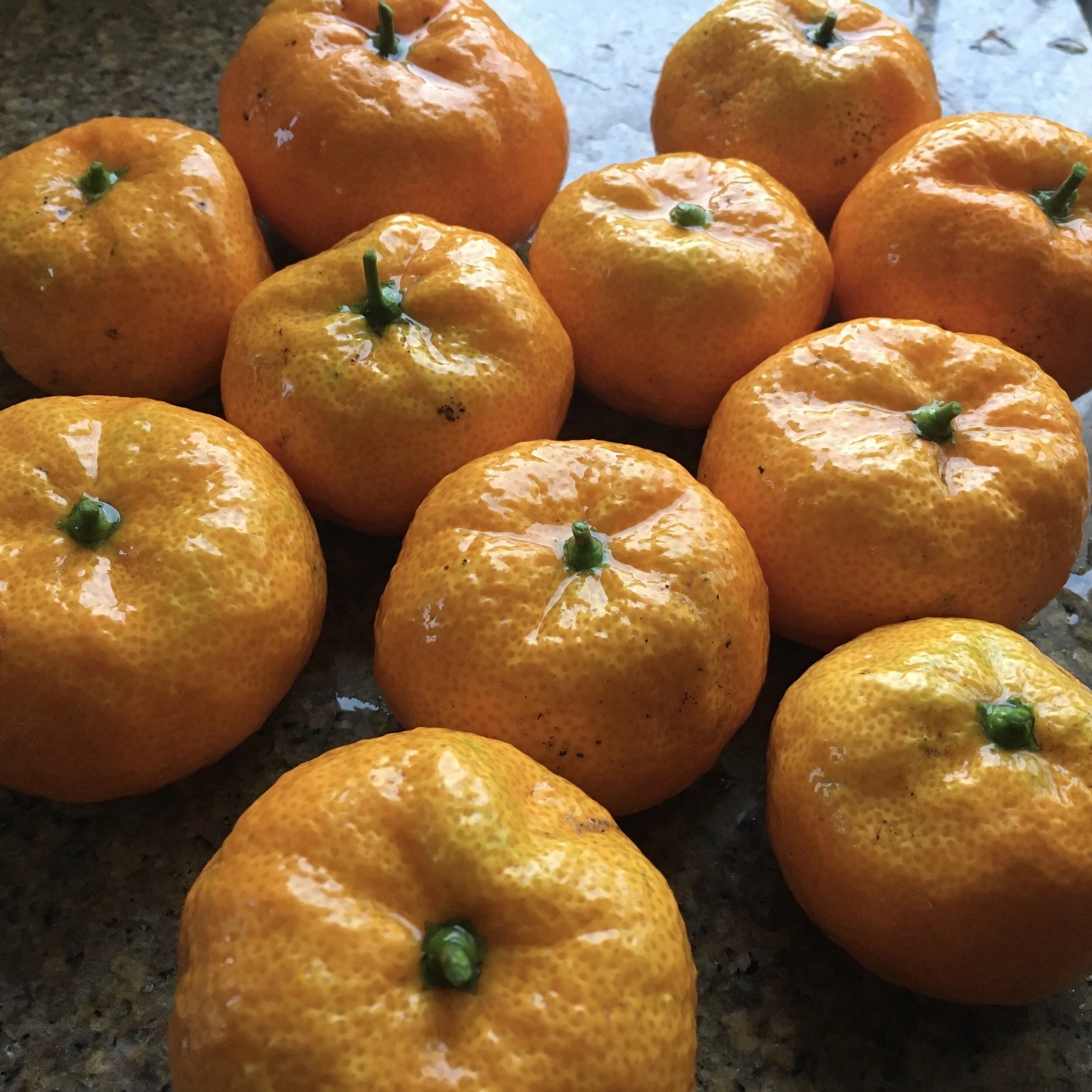 In My San Diego Garden and Kitchen