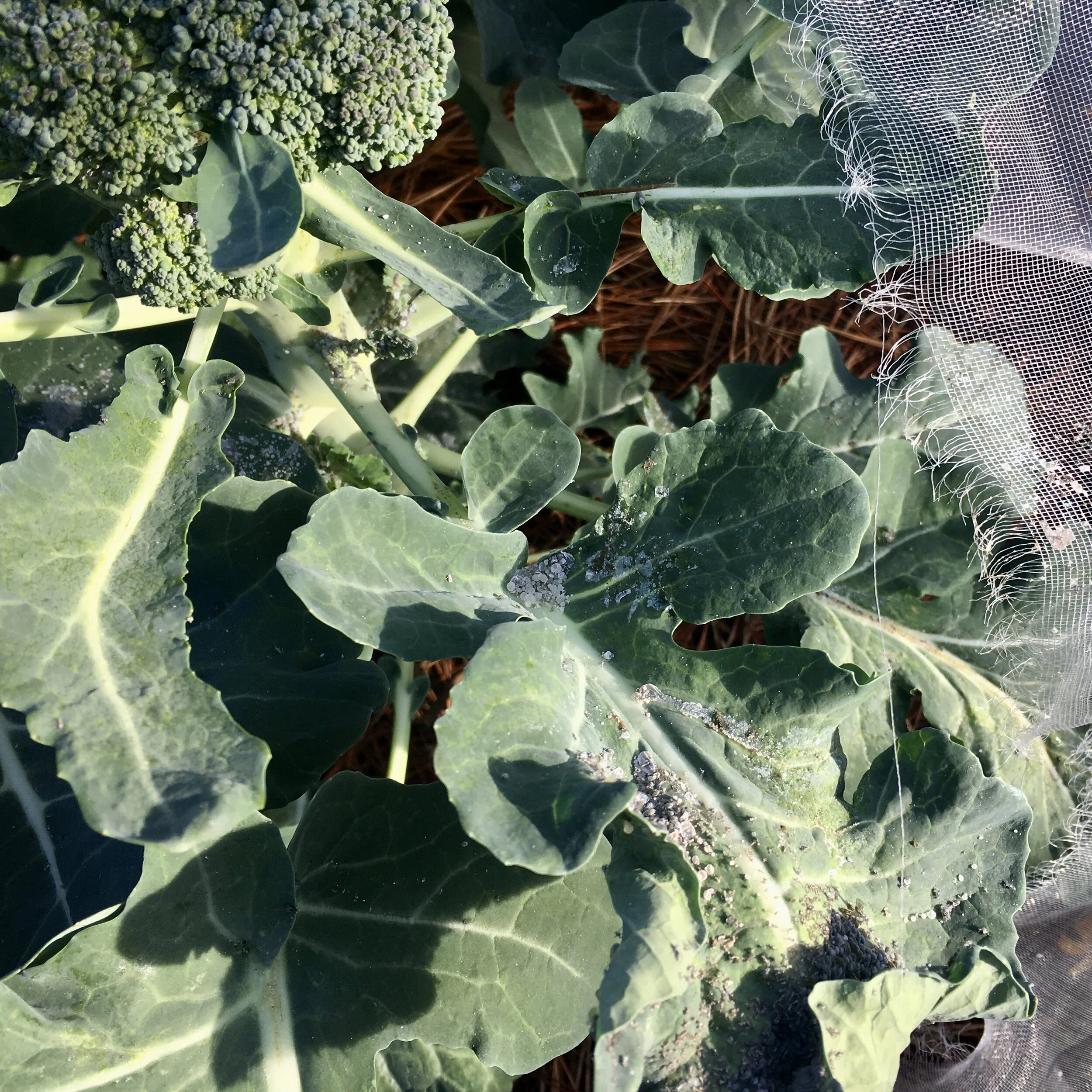 How I Ruined My Broccoli Crop