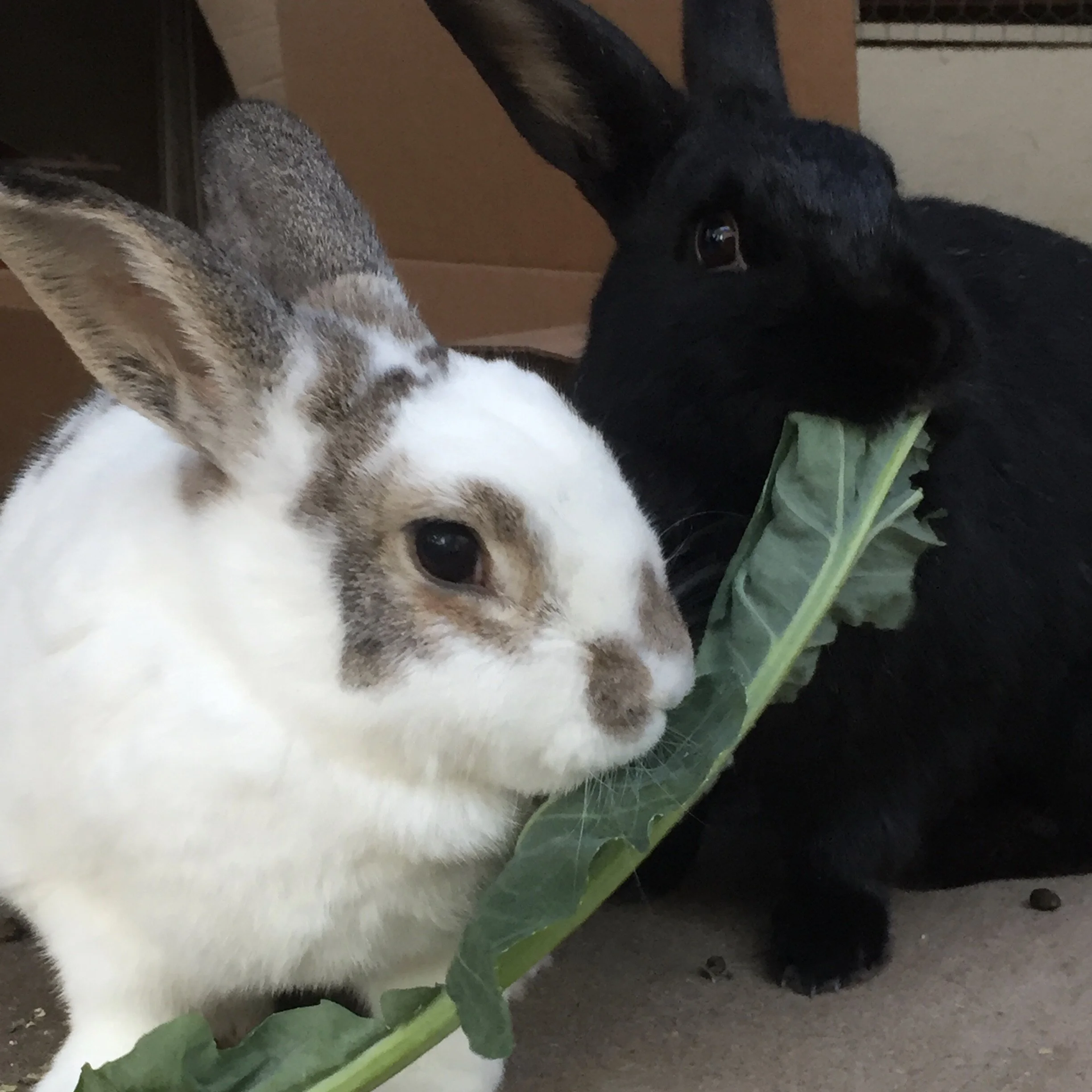 The Circle of Life in the Garden