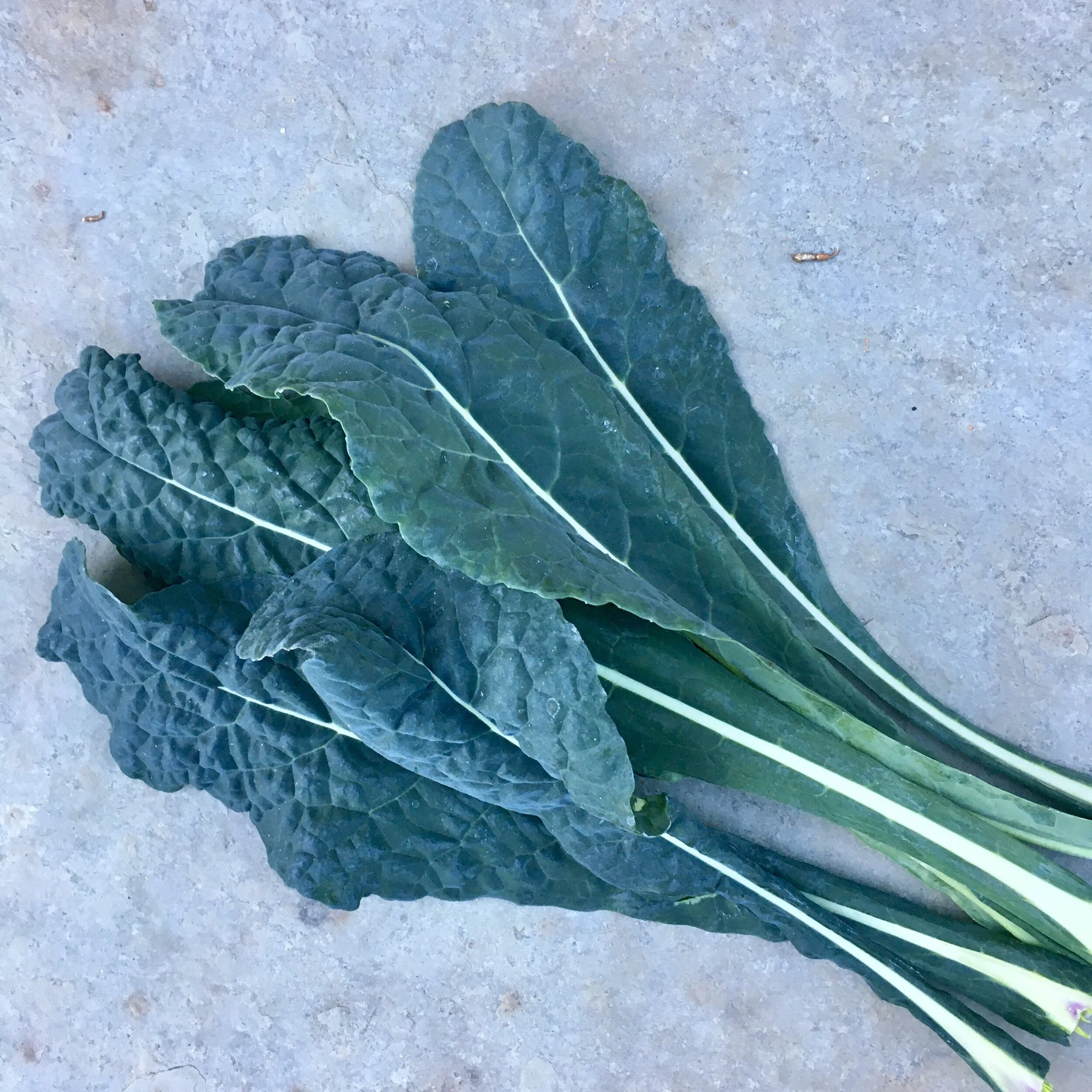 In My San Diego Garden and Kitchen