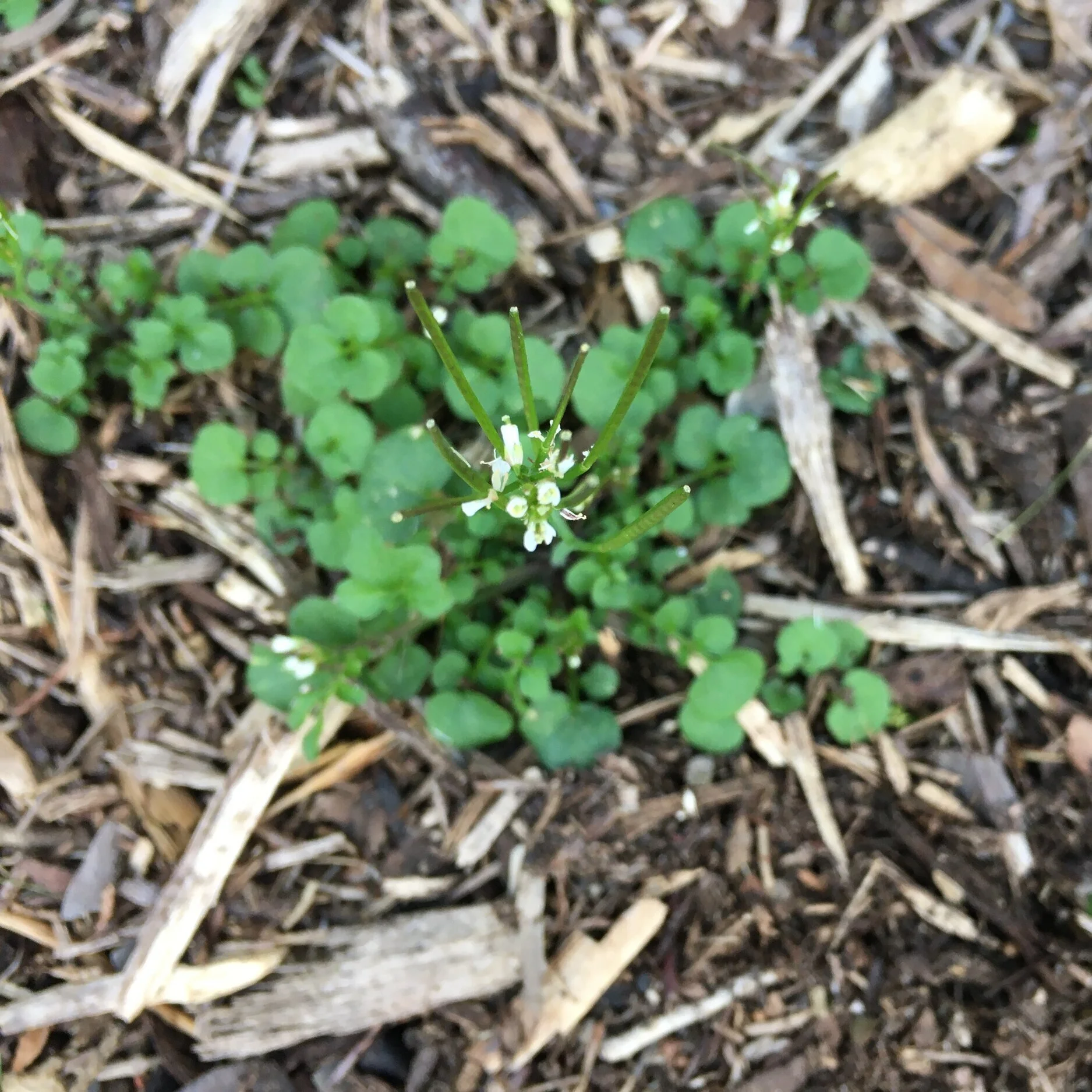 Spring Examined