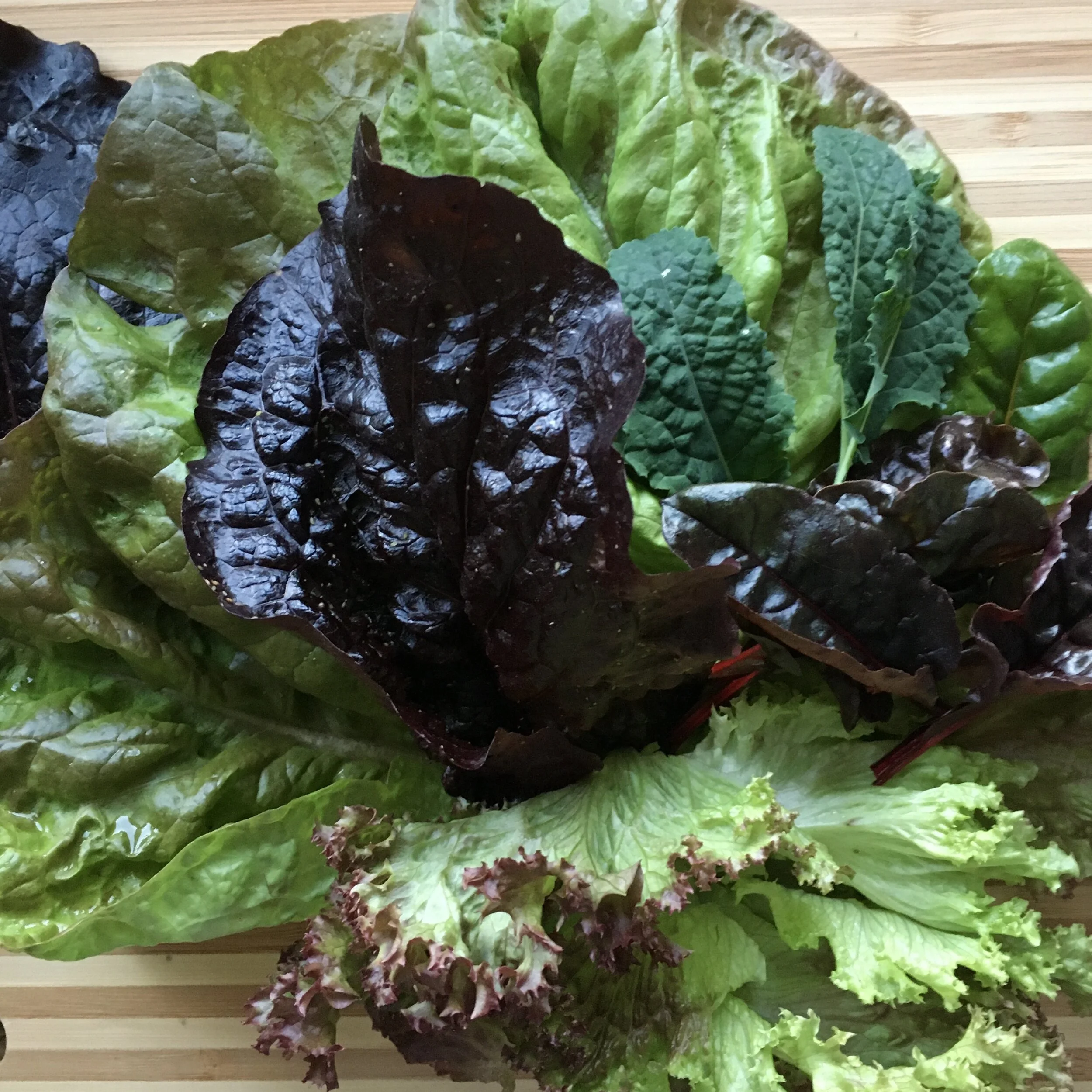 In My San Diego Garden and Kitchen