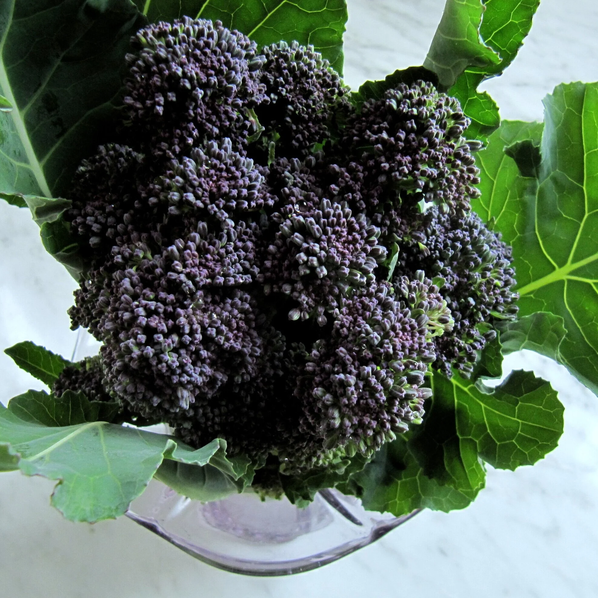 So Long Purple Sprouting Broccoli 