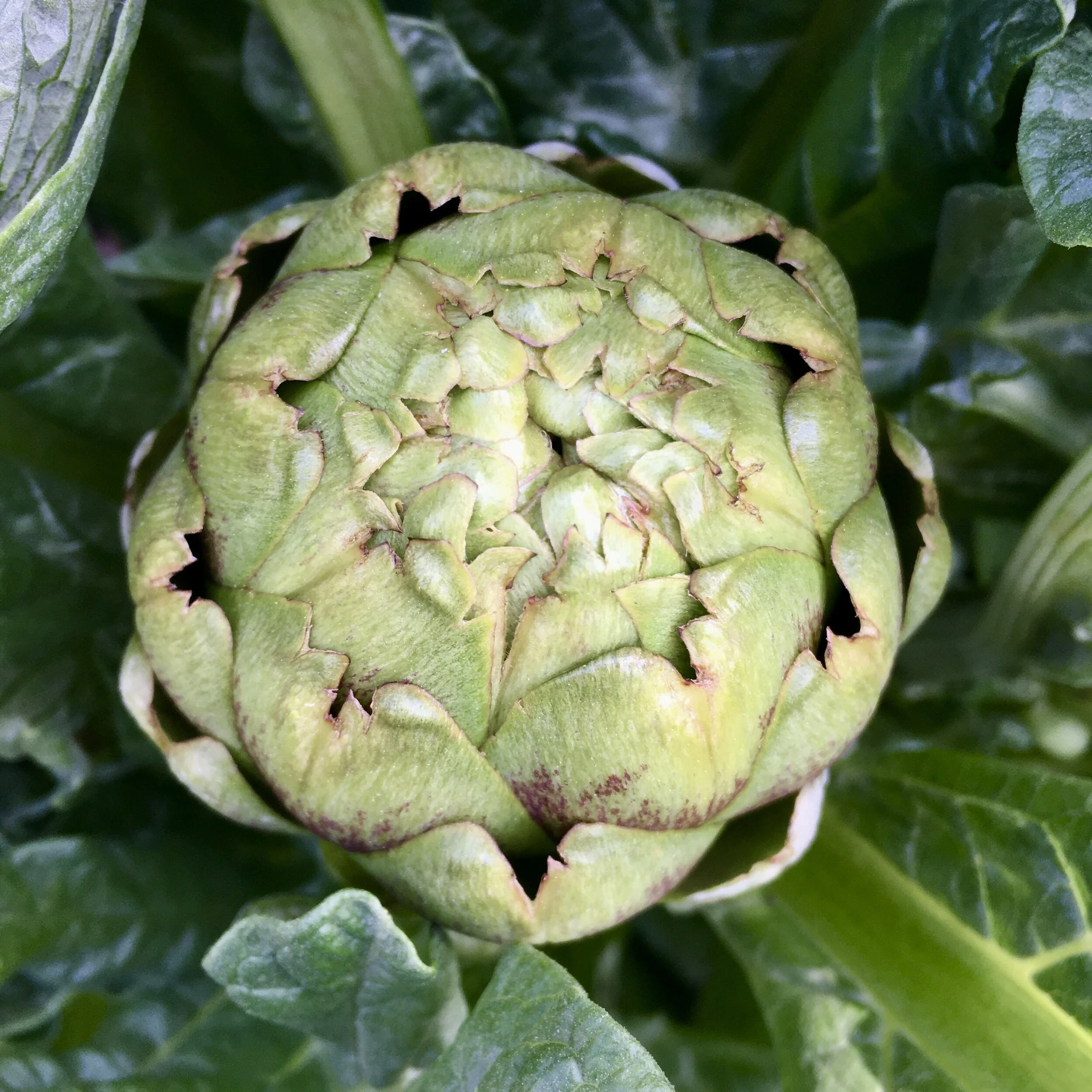 In My San Diego Garden and Kitchen