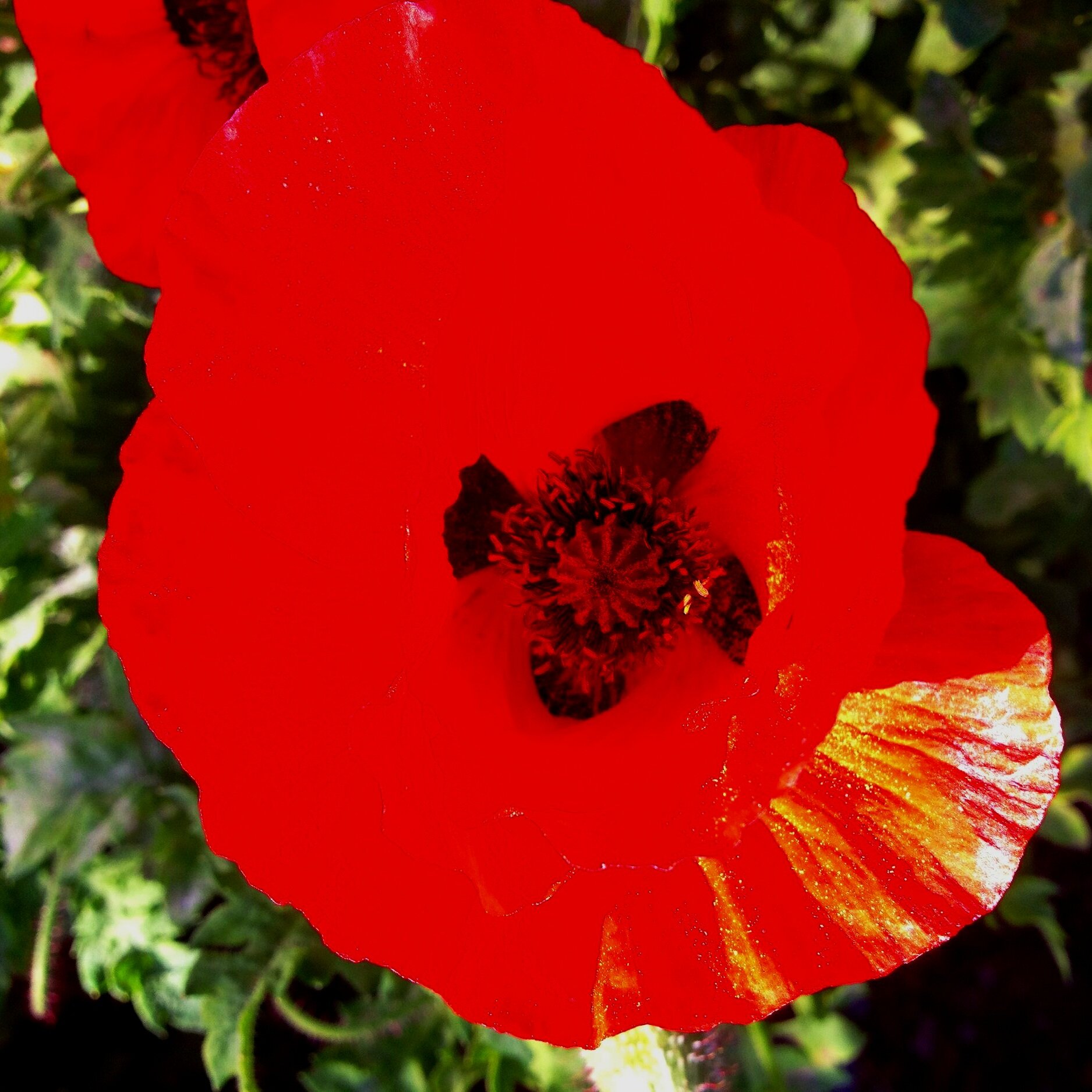 Flowers Persist