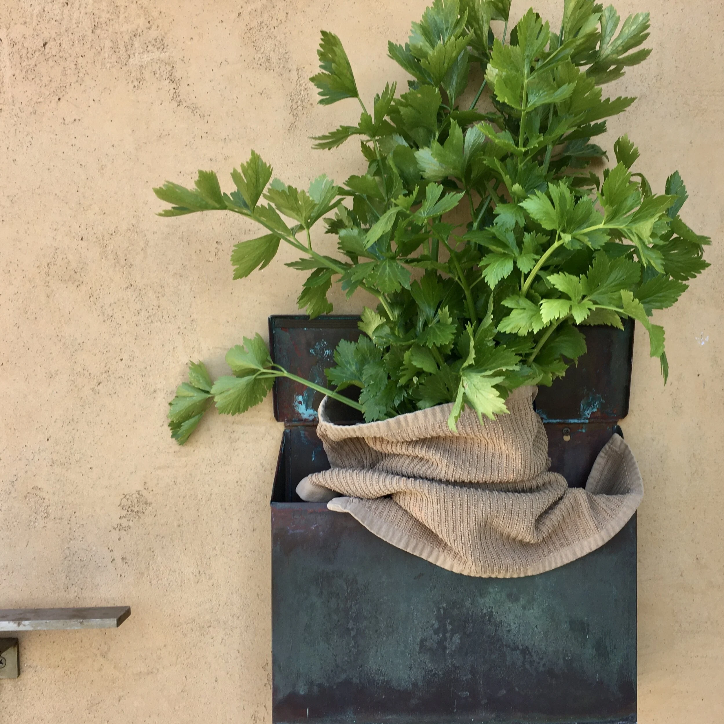 In My San Diego Garden and Kitchen