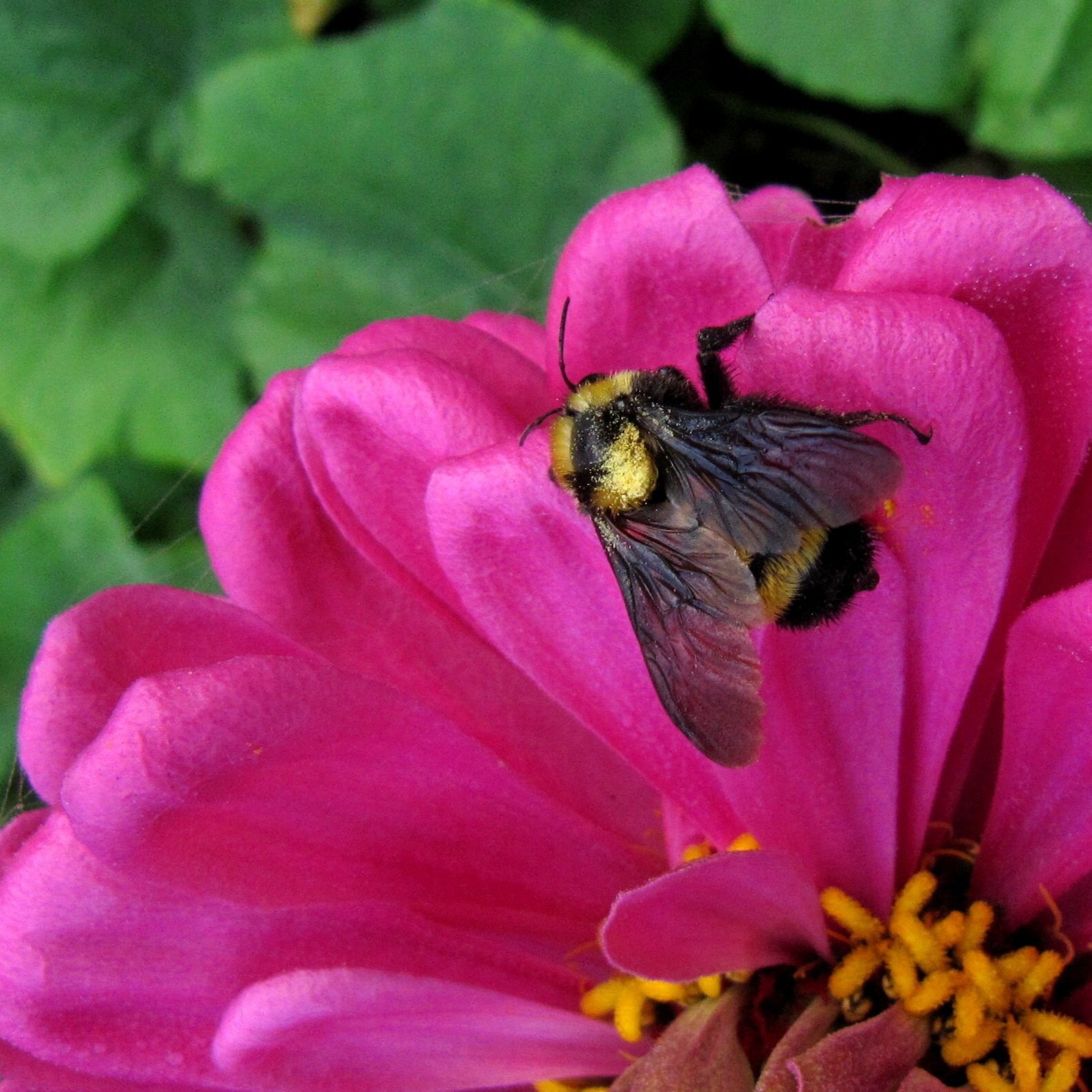  A Poem by Robert Frost