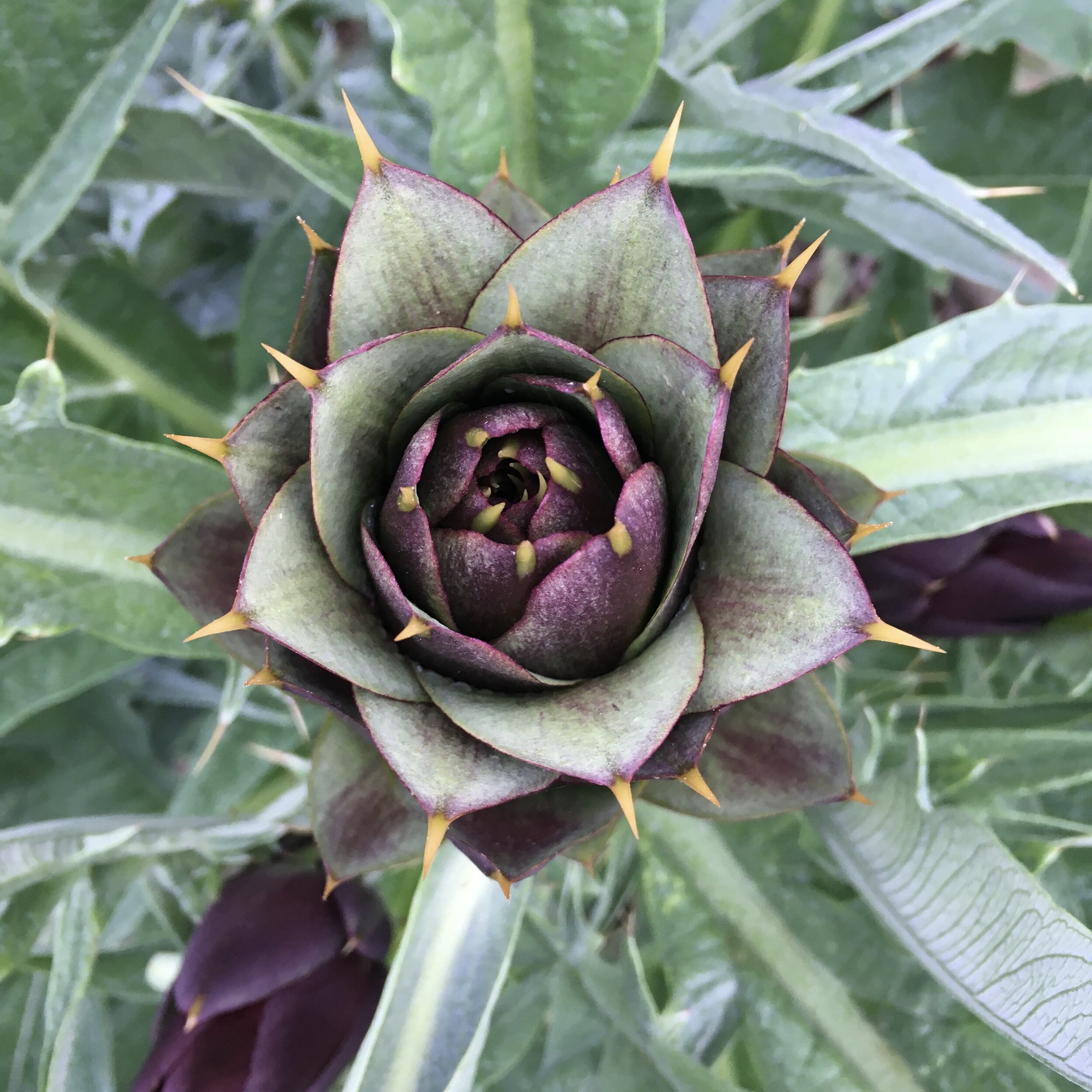 In My San Diego Garden and Kitchen