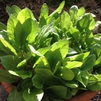 French Sorrel, Seed to Harvest in 60 Days