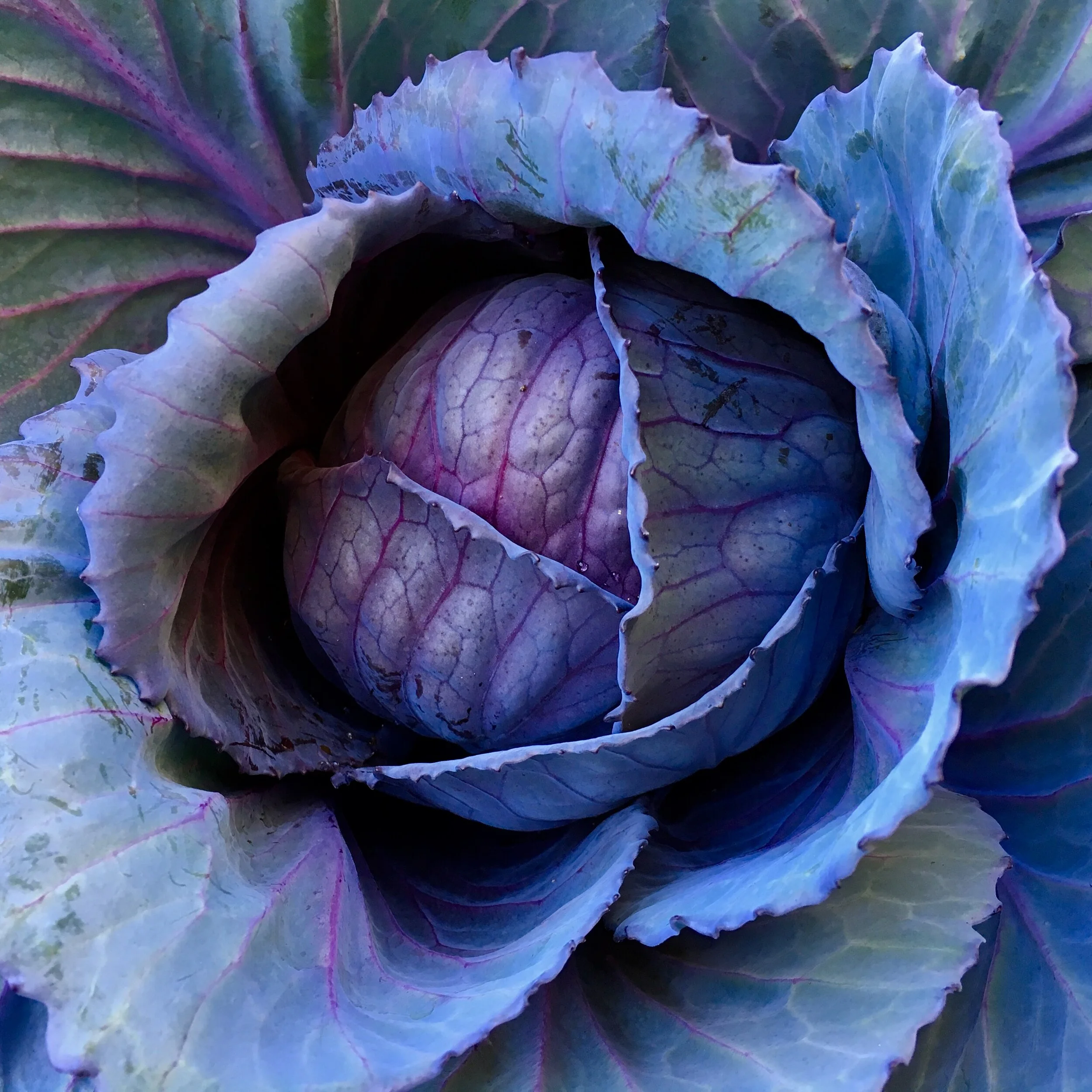 Gardening Is an Instrument of Grace 