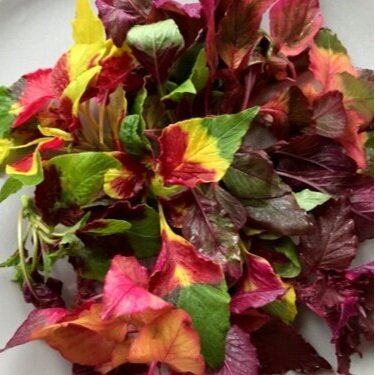 Carnival&nbsp;Amaranth