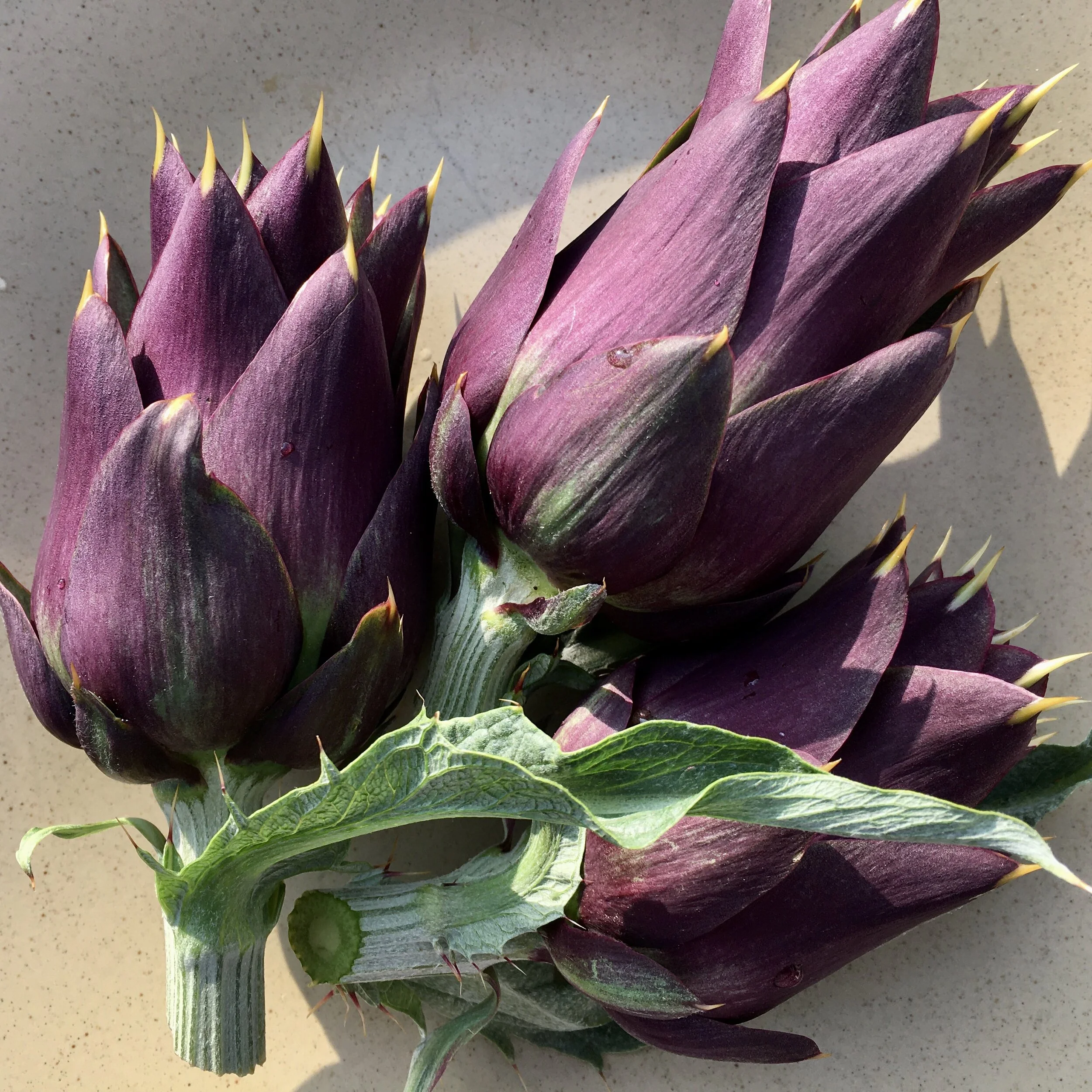 In My San Diego Garden and Kitchen