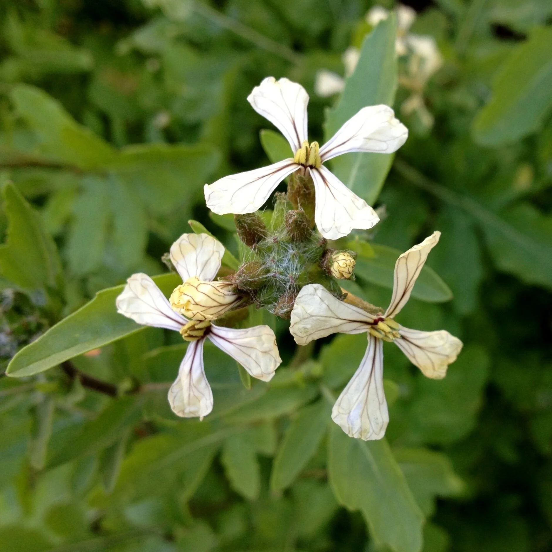 Arugula Blossoms