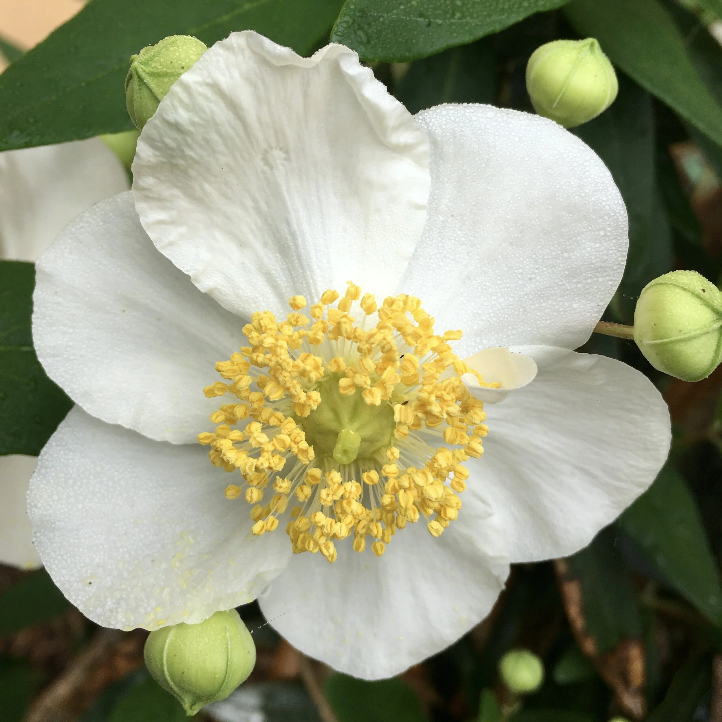 Scenes from My Native Plant Garden