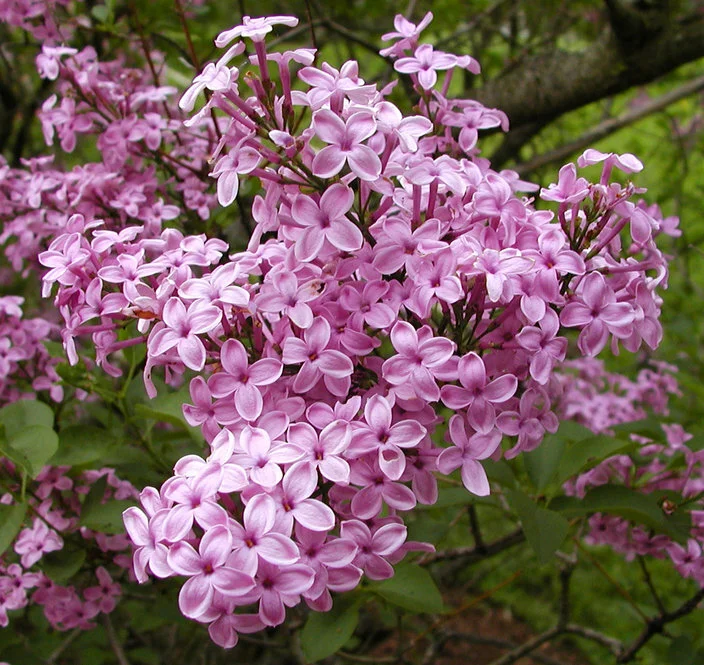 May