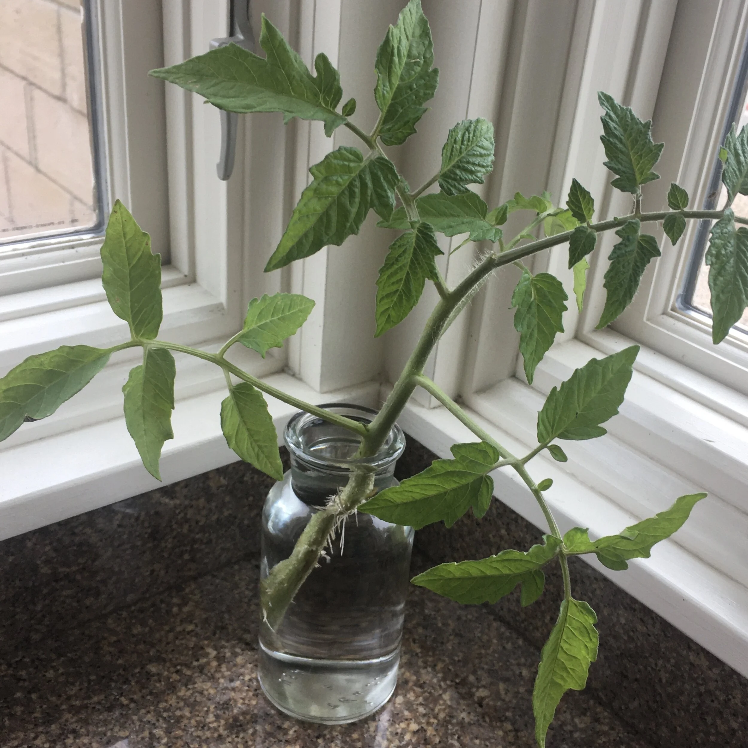 Grow Another Tomato Plant