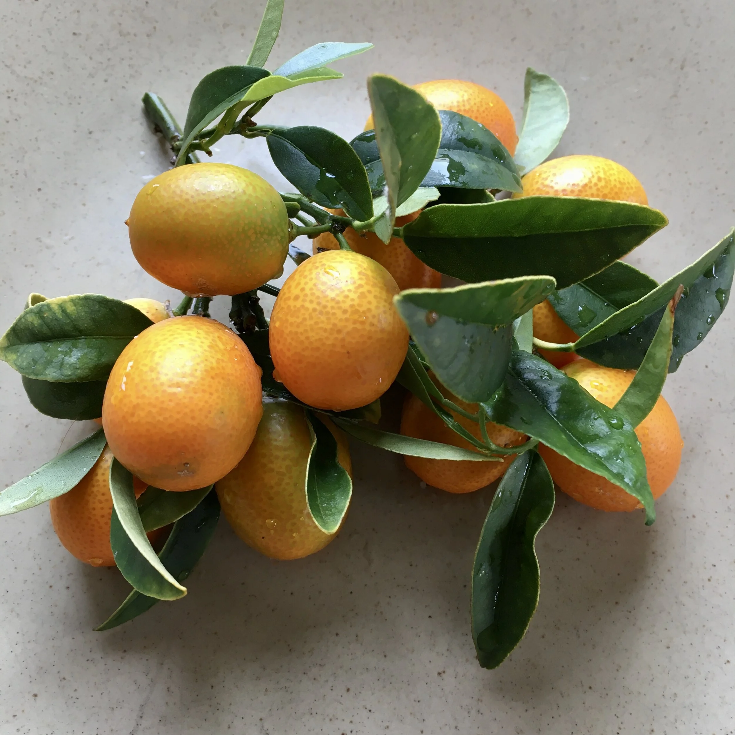 In My San Diego Garden and Kitchen