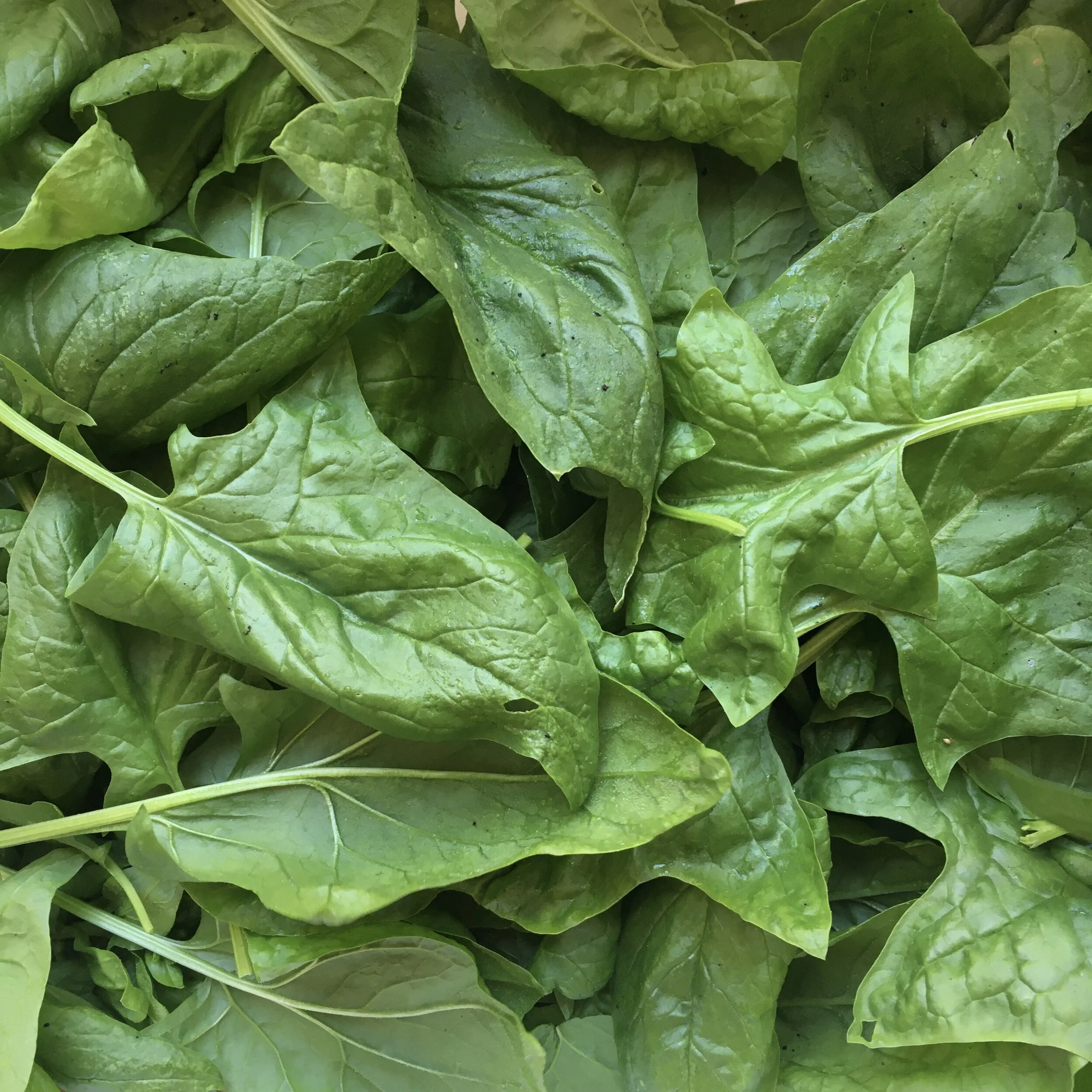 A Galette of Winter Greens