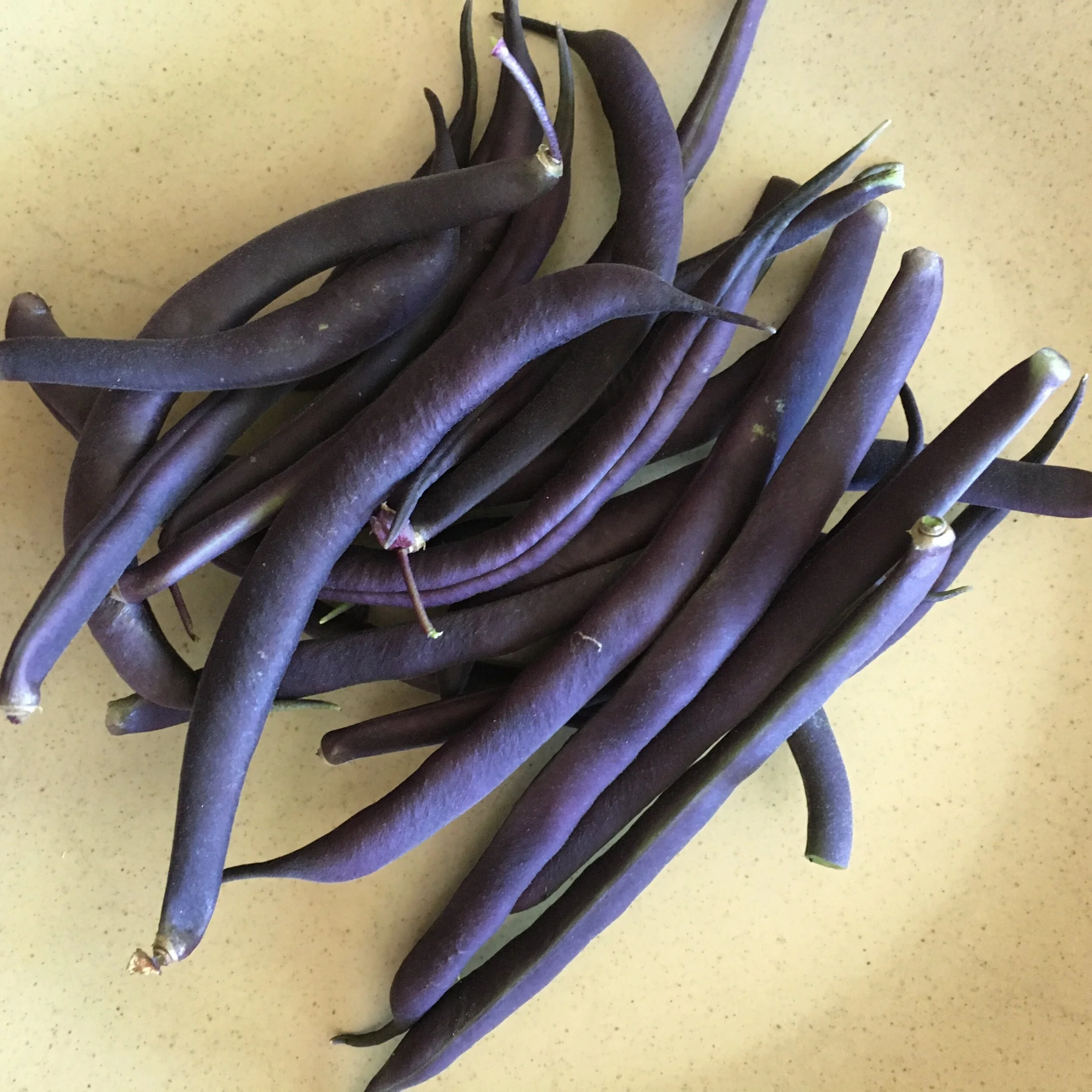 In My San Diego Garden and Kitchen