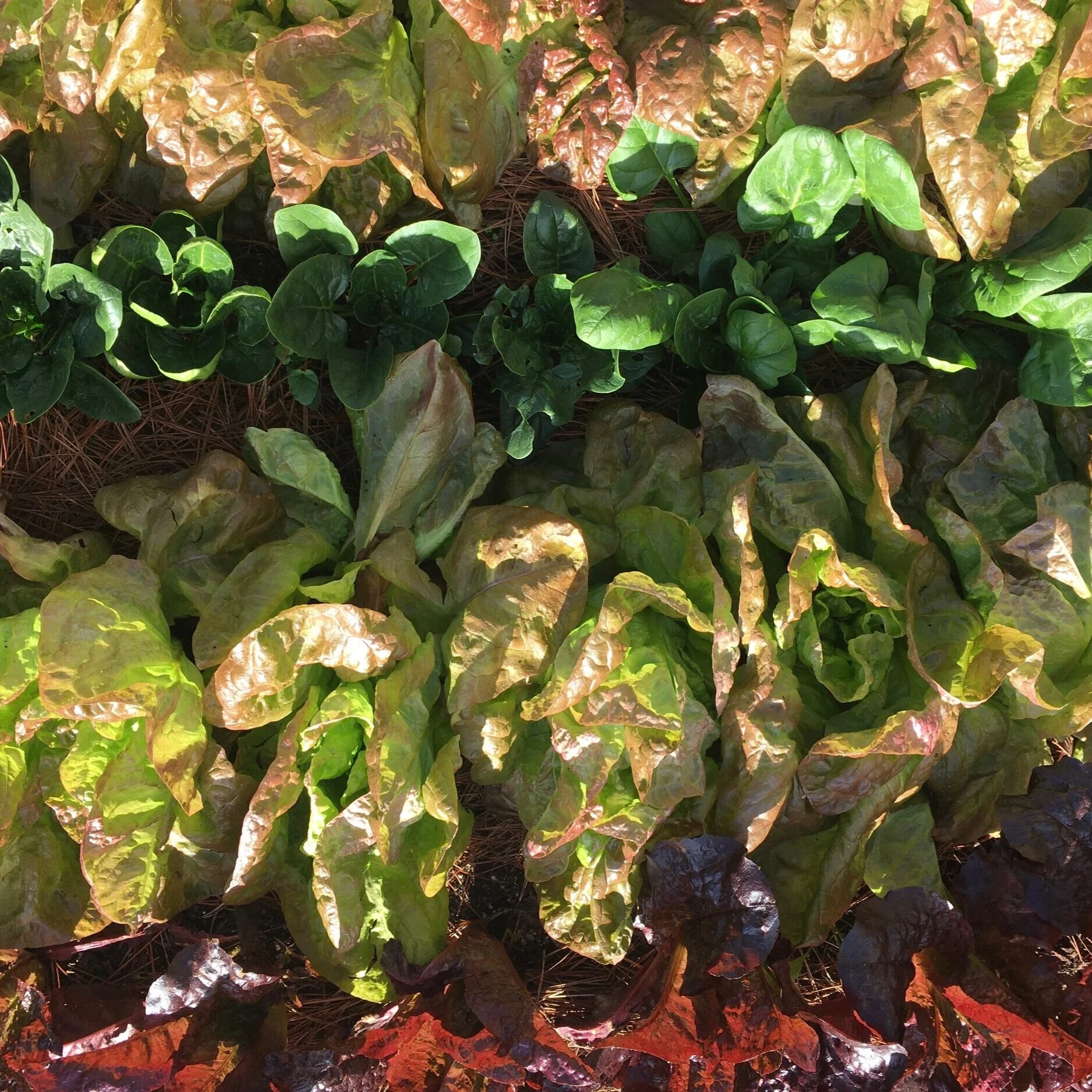 Vegetable Garden Lessons