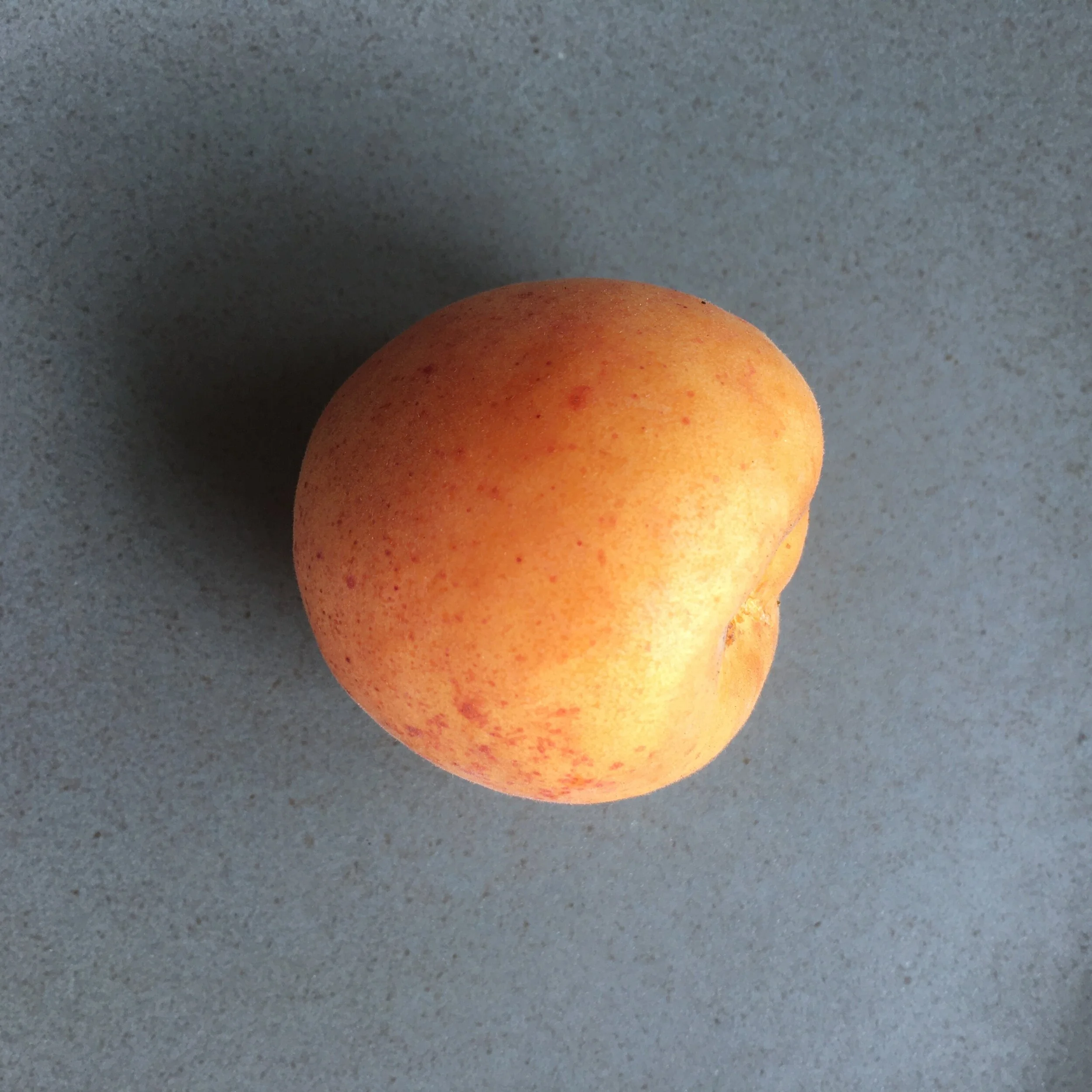 In My San Diego Garden and Kitchen