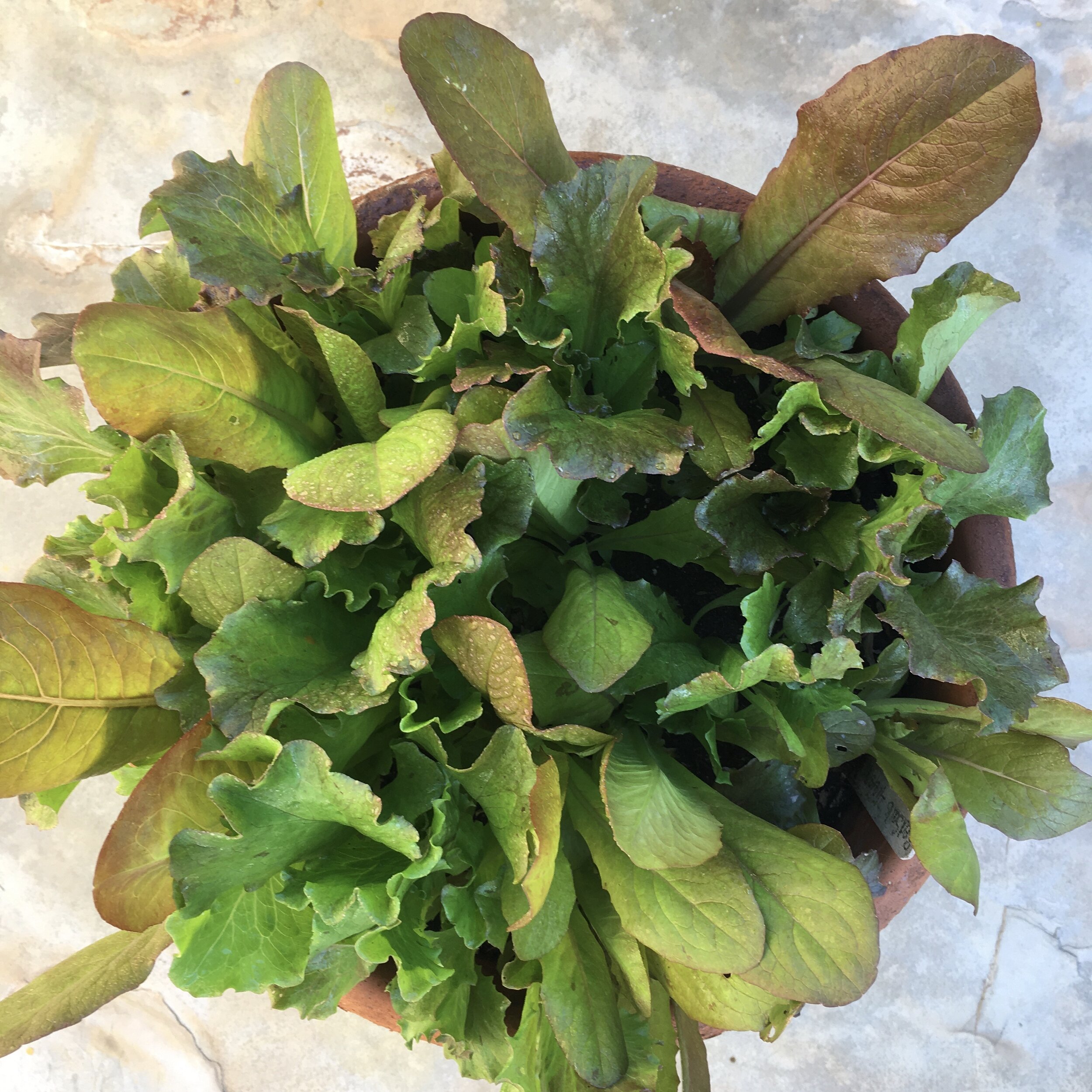 Growing Summer Lettuce