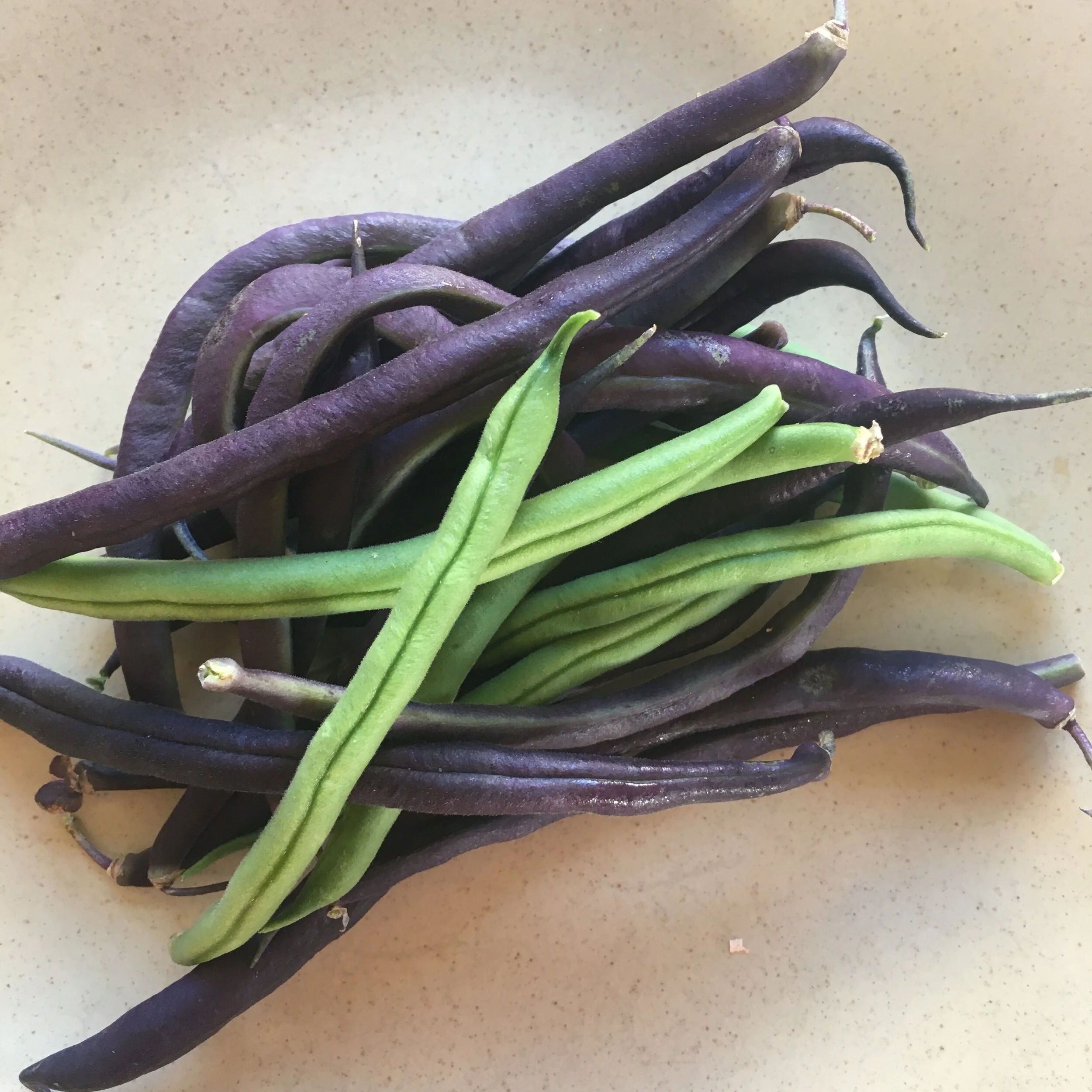 In My San Diego Garden and Kitchen