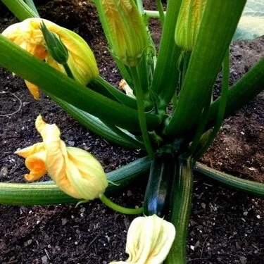 Pollination--Understanding Squash Sex