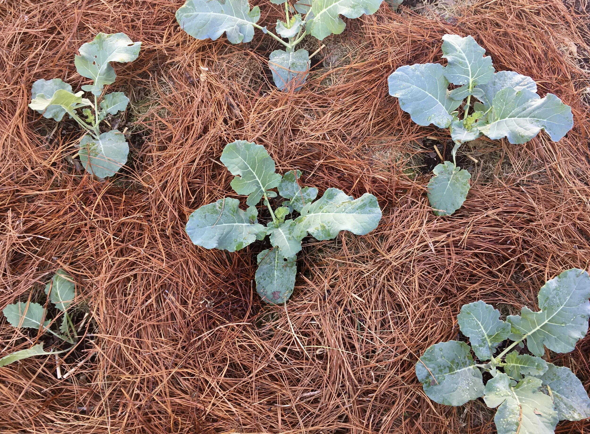 Mulching the Vegetable Garden — ediblegardens52