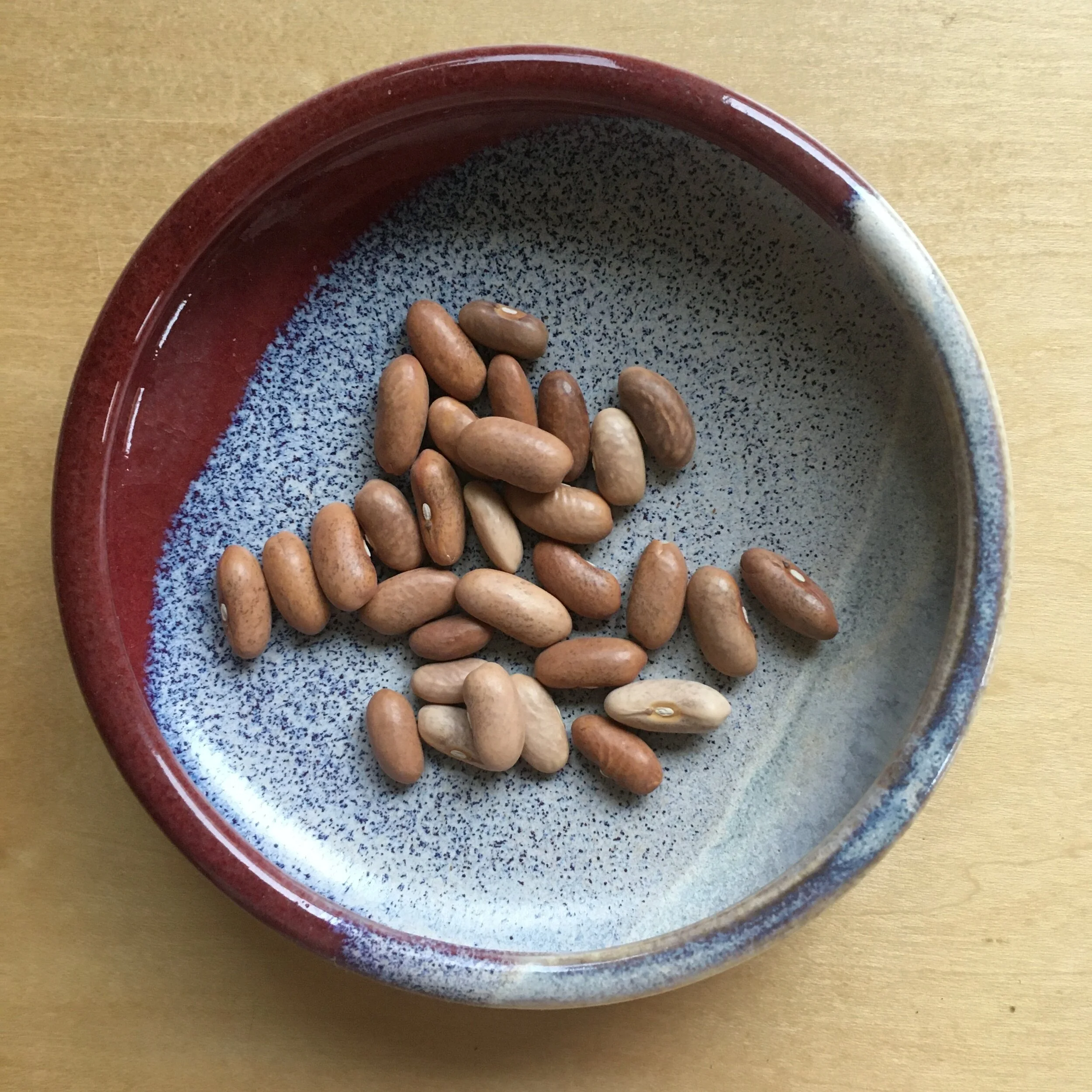 What I'm Doing in My Garden This Week