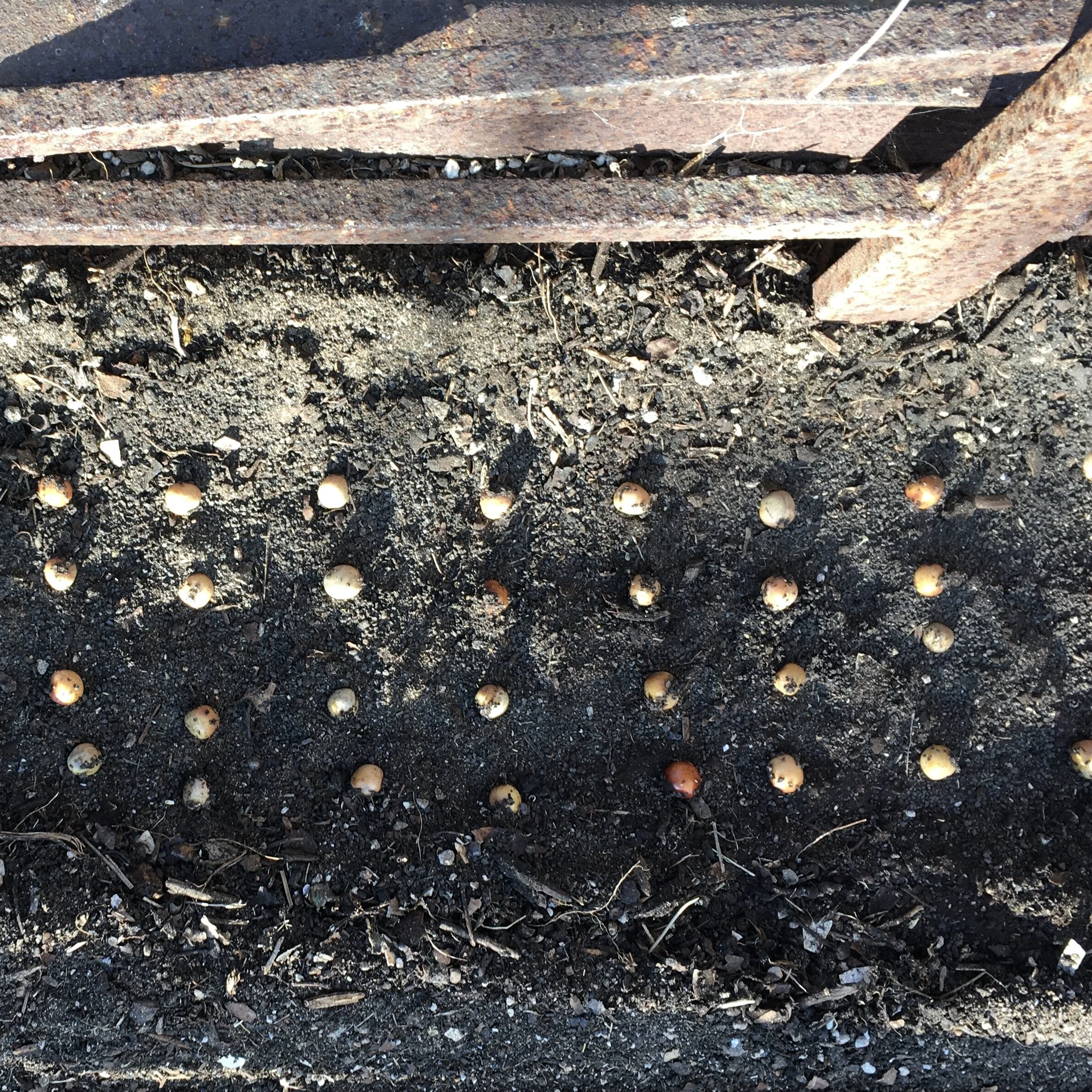 Seed Starting Instructions — ediblegardens52