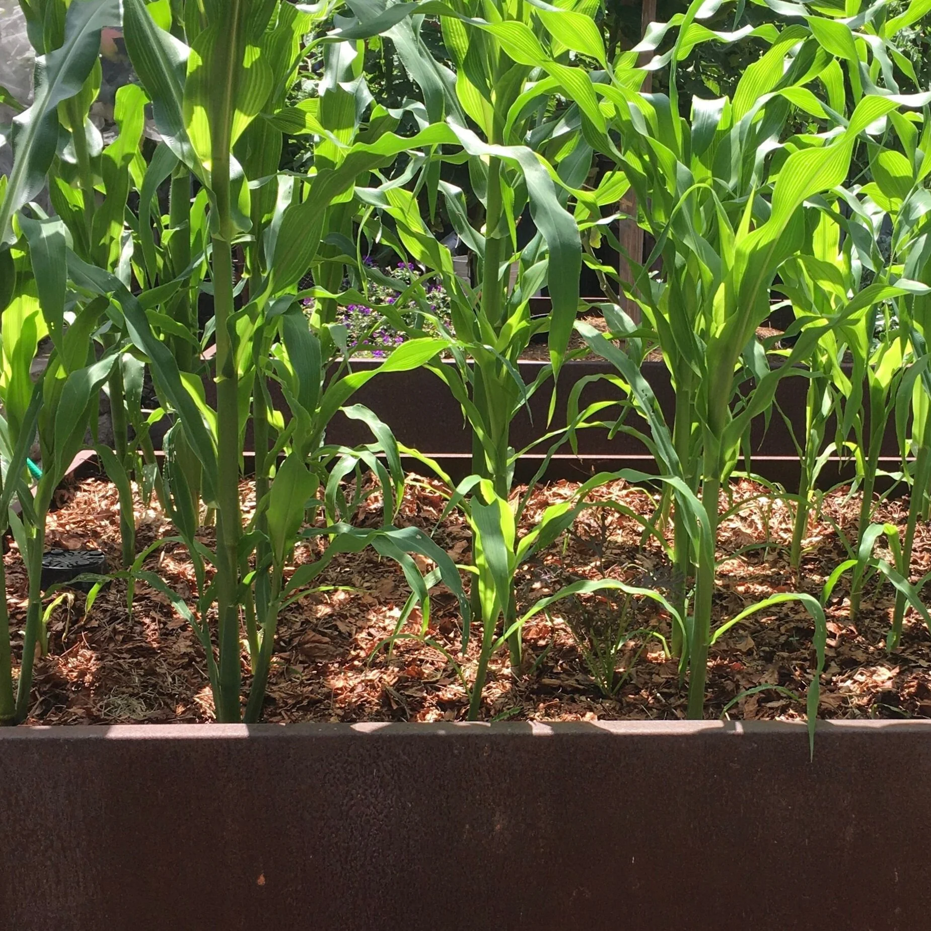 Mulching the Vegetable Garden