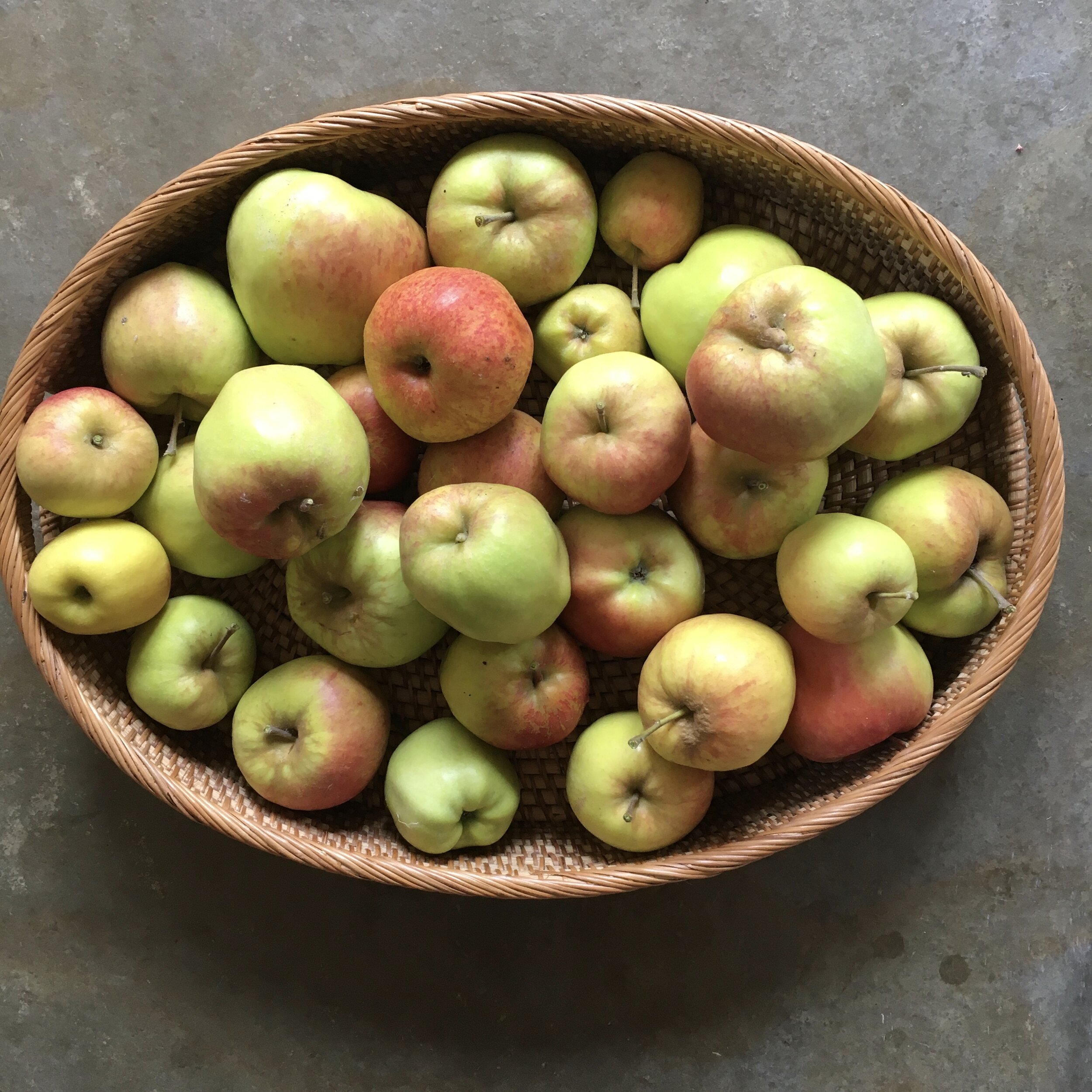 In My San Diego Garden and Kitchen