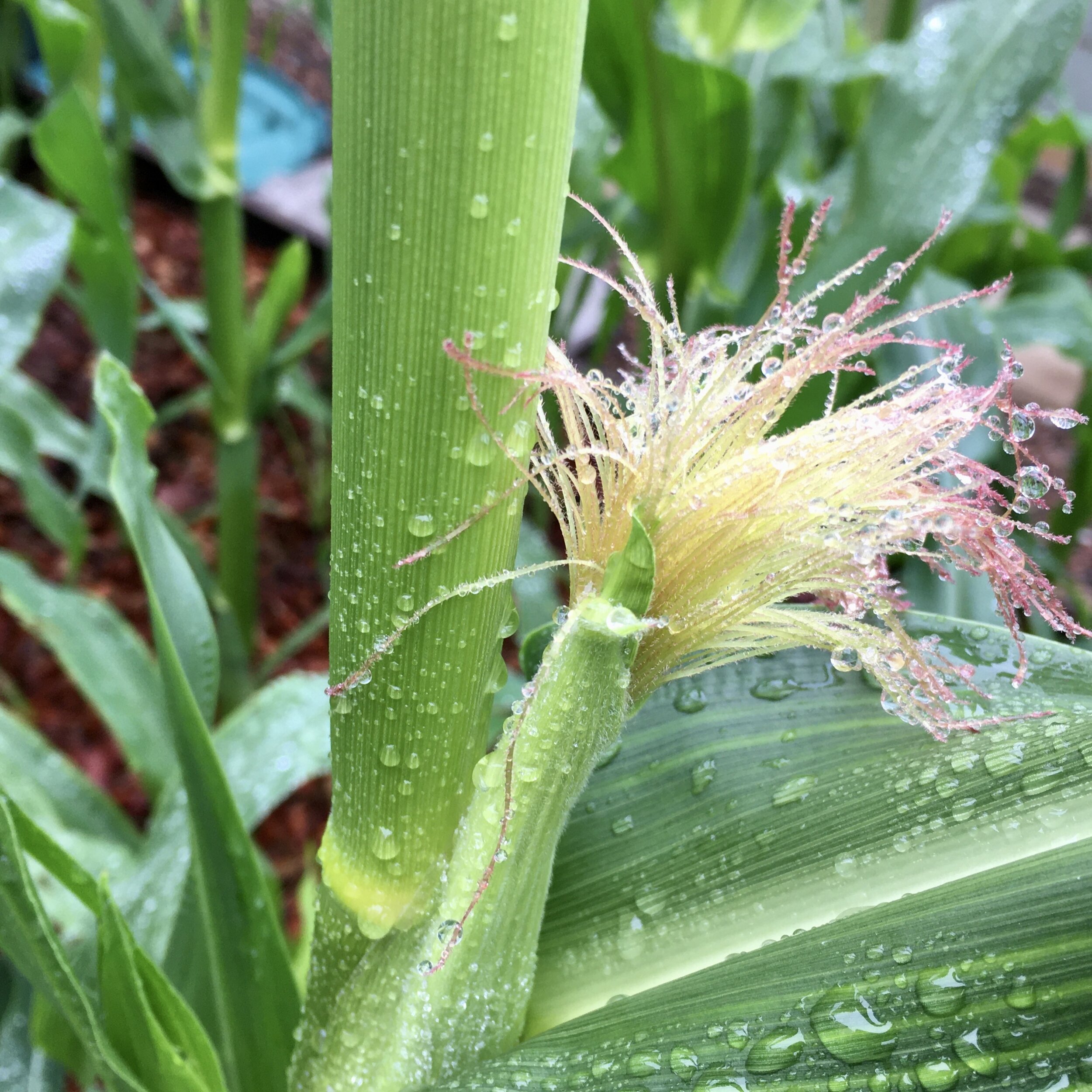 Scenes from the Summer Garden, early July