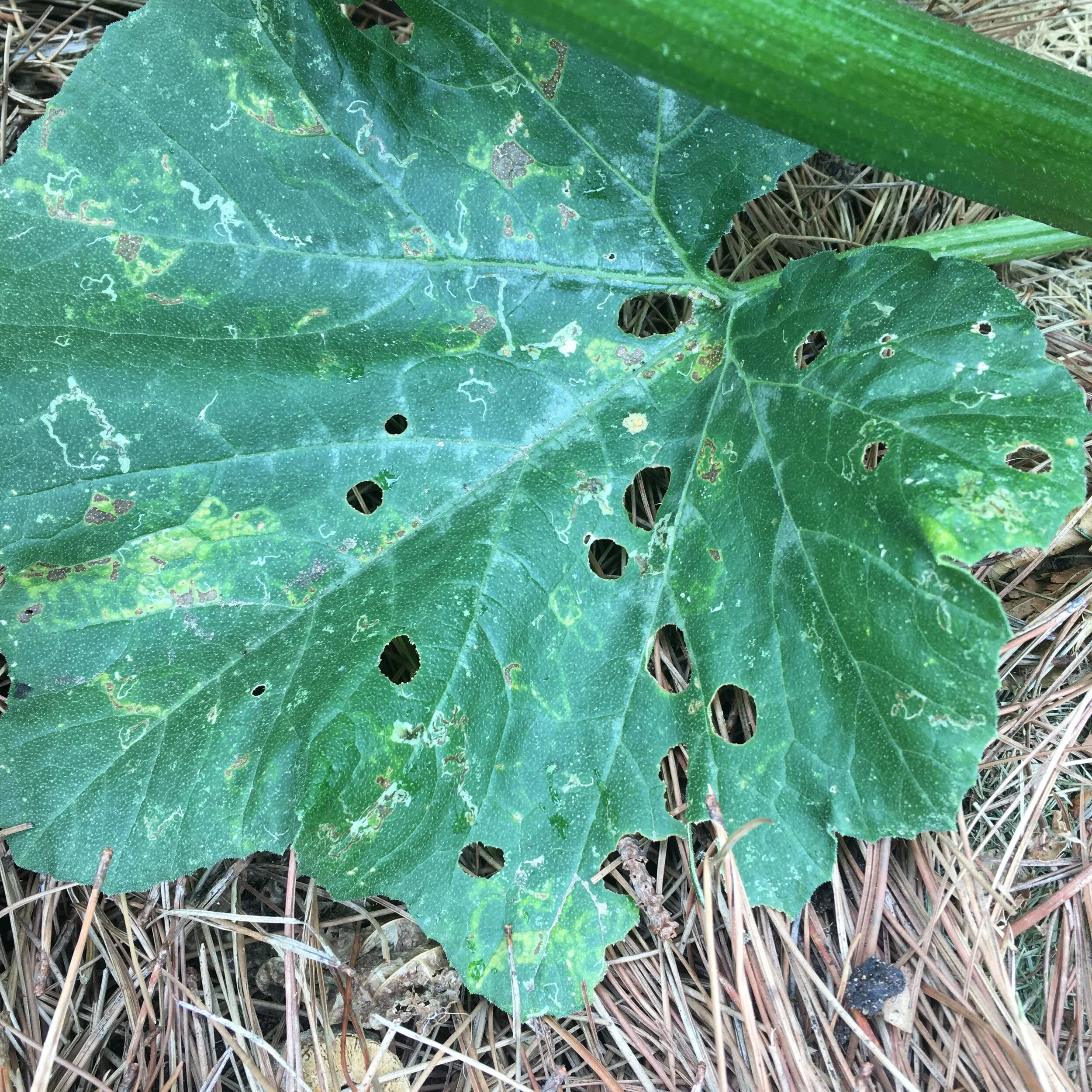 Troubleshooting Holes in Leaves