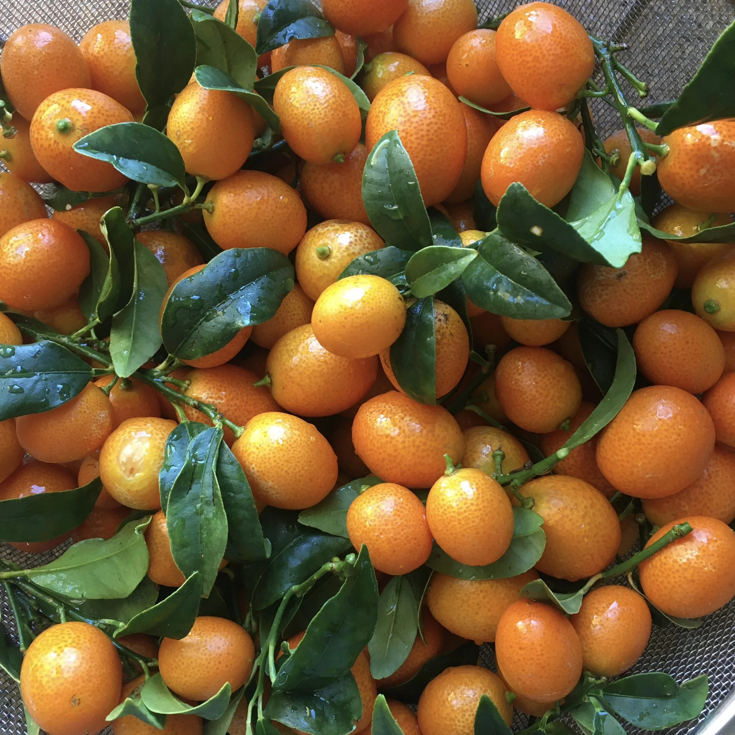 In My San Diego Garden and Kitchen