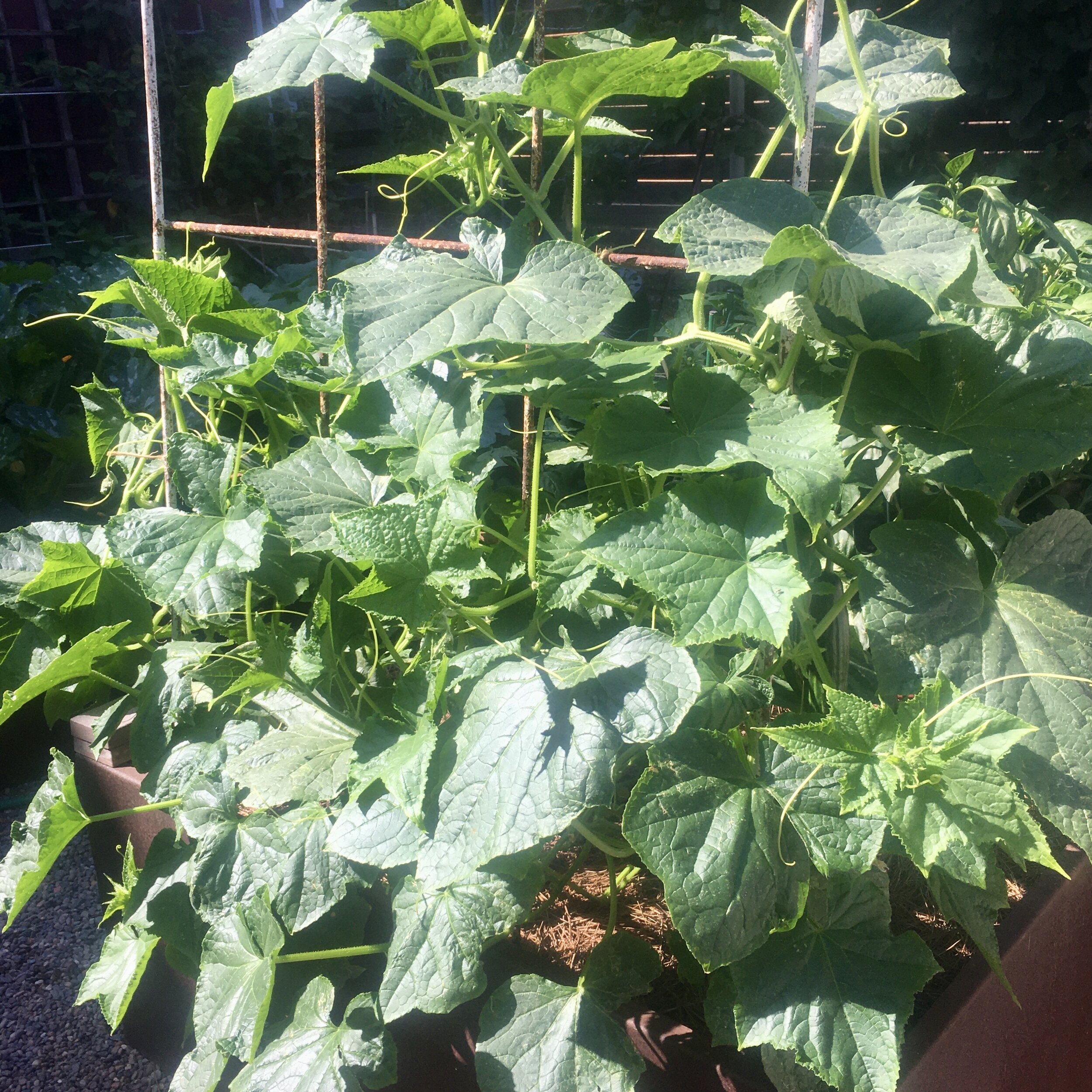 Cucumbers Like to Climb