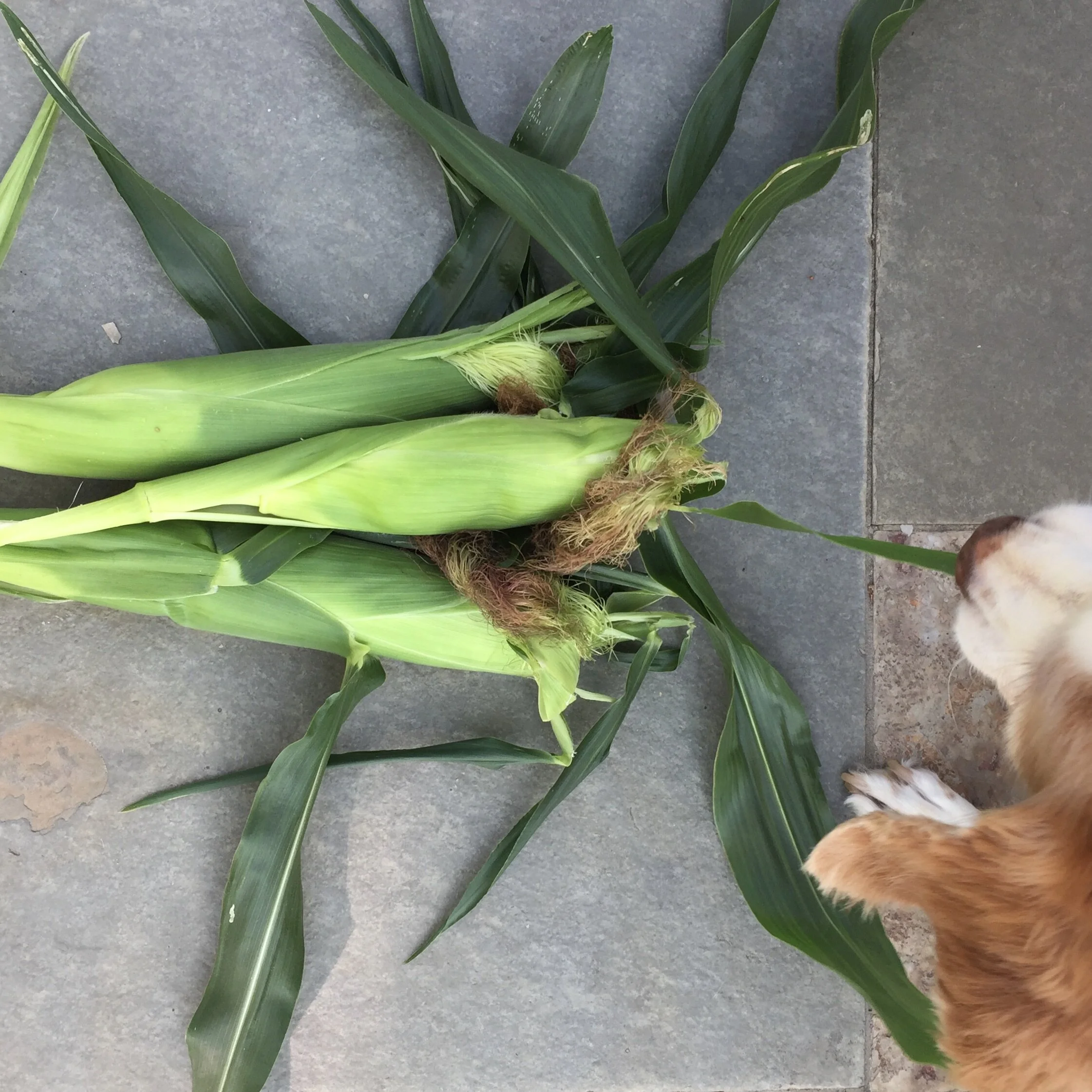 When is corn ready to pick?