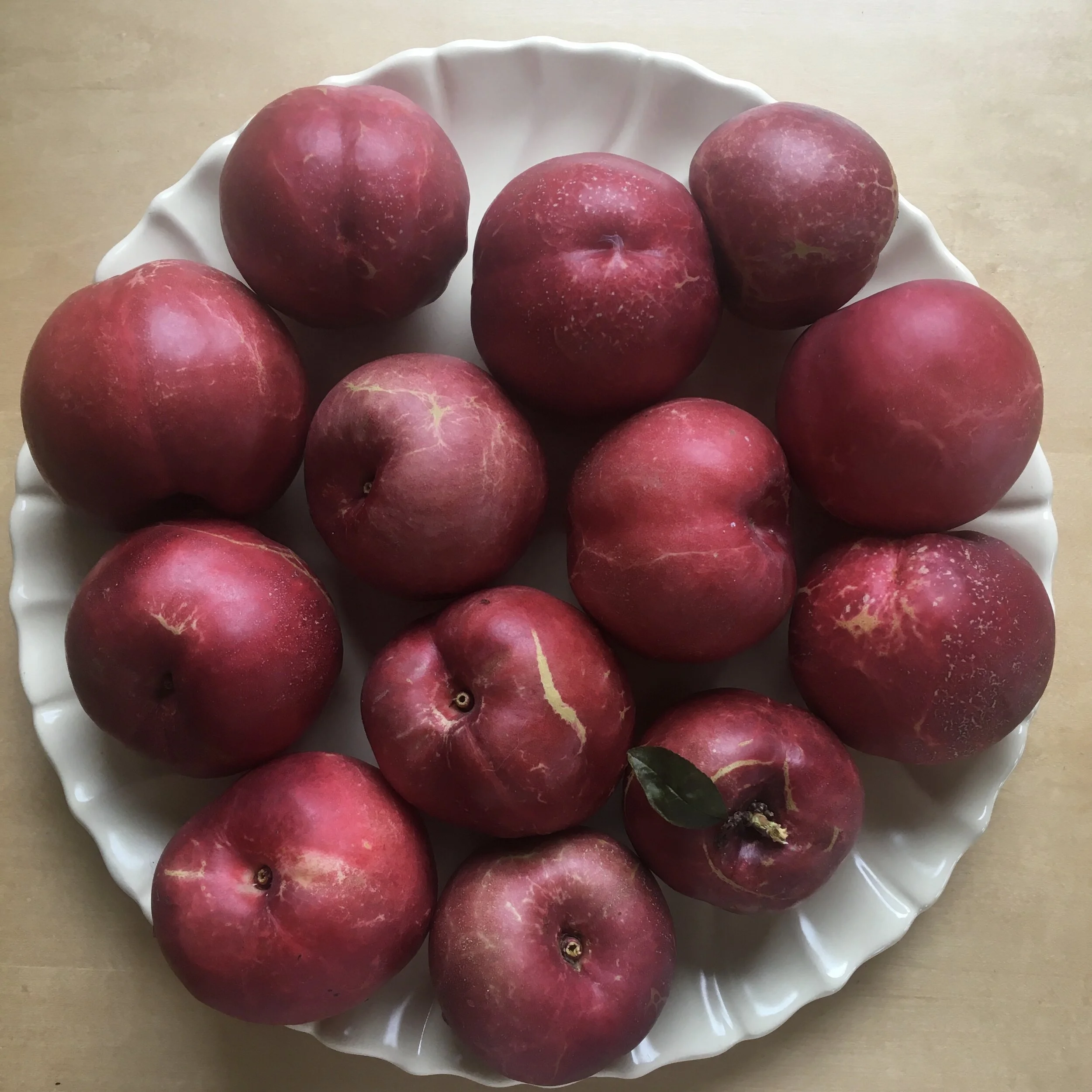 In My San Diego Garden and Kitchen