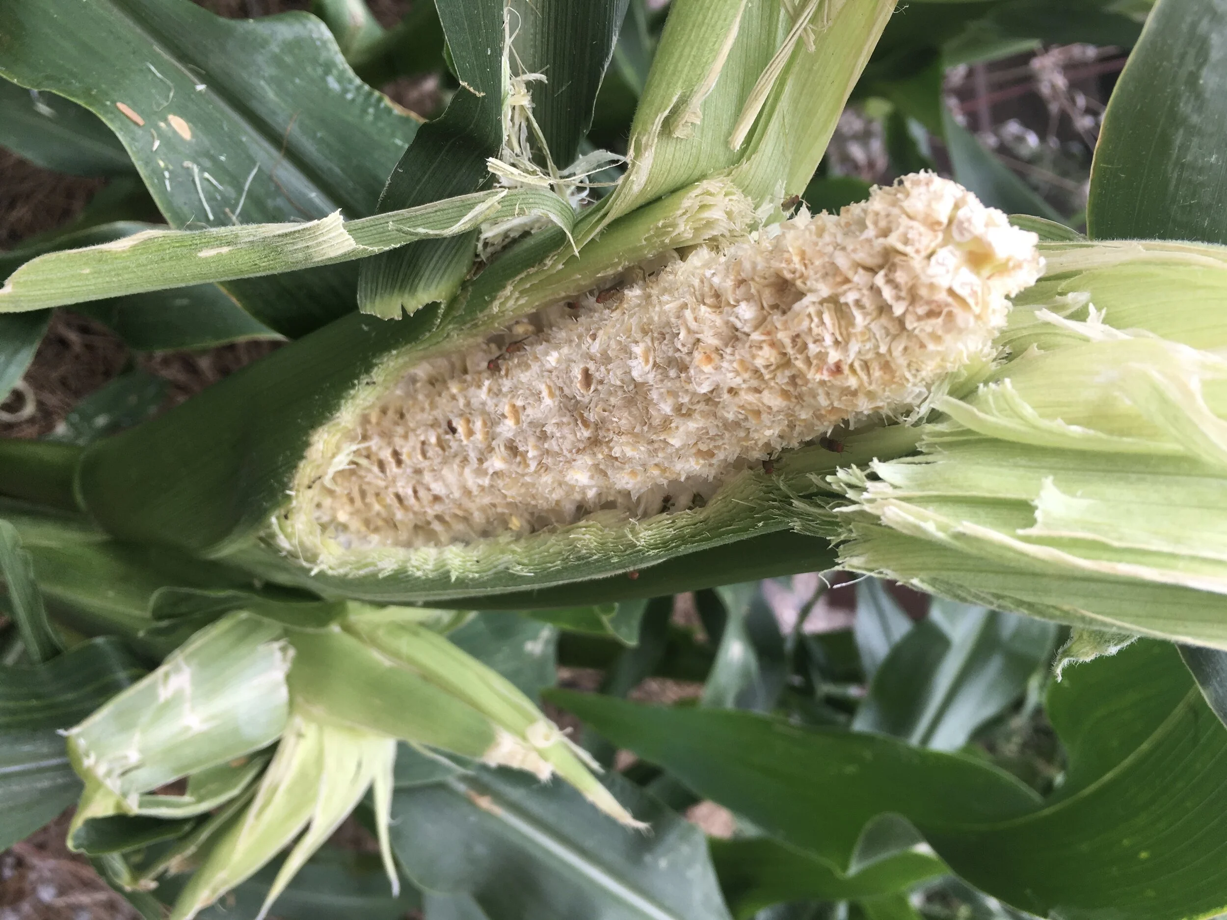 Corn Problems and Solutions — ediblegardens52