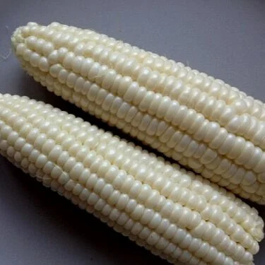 Corn Problems and Solutions