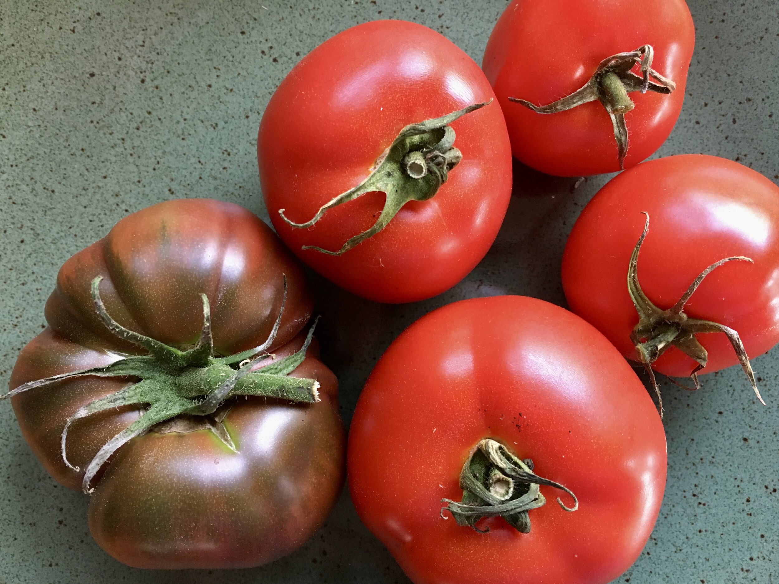 Planting Tomatoes in Coastal Southern California: How to Enjoy Fresh Tomatoes All Year Round