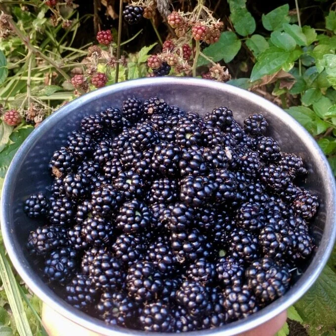 Blackberries by Mary Oliver
