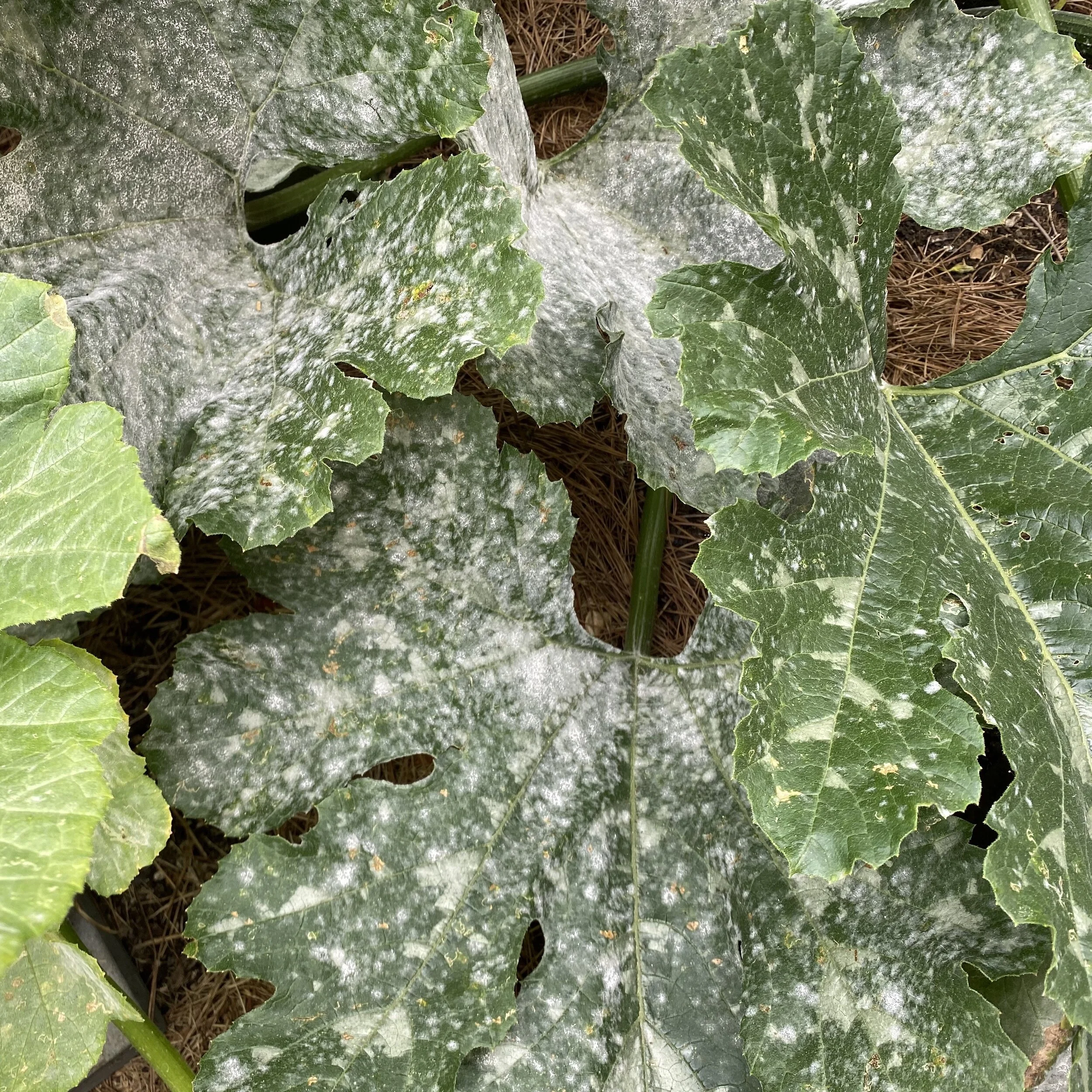 Powdery Mildew