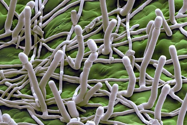 Photo of powdery mildew by Max Planck Institute.